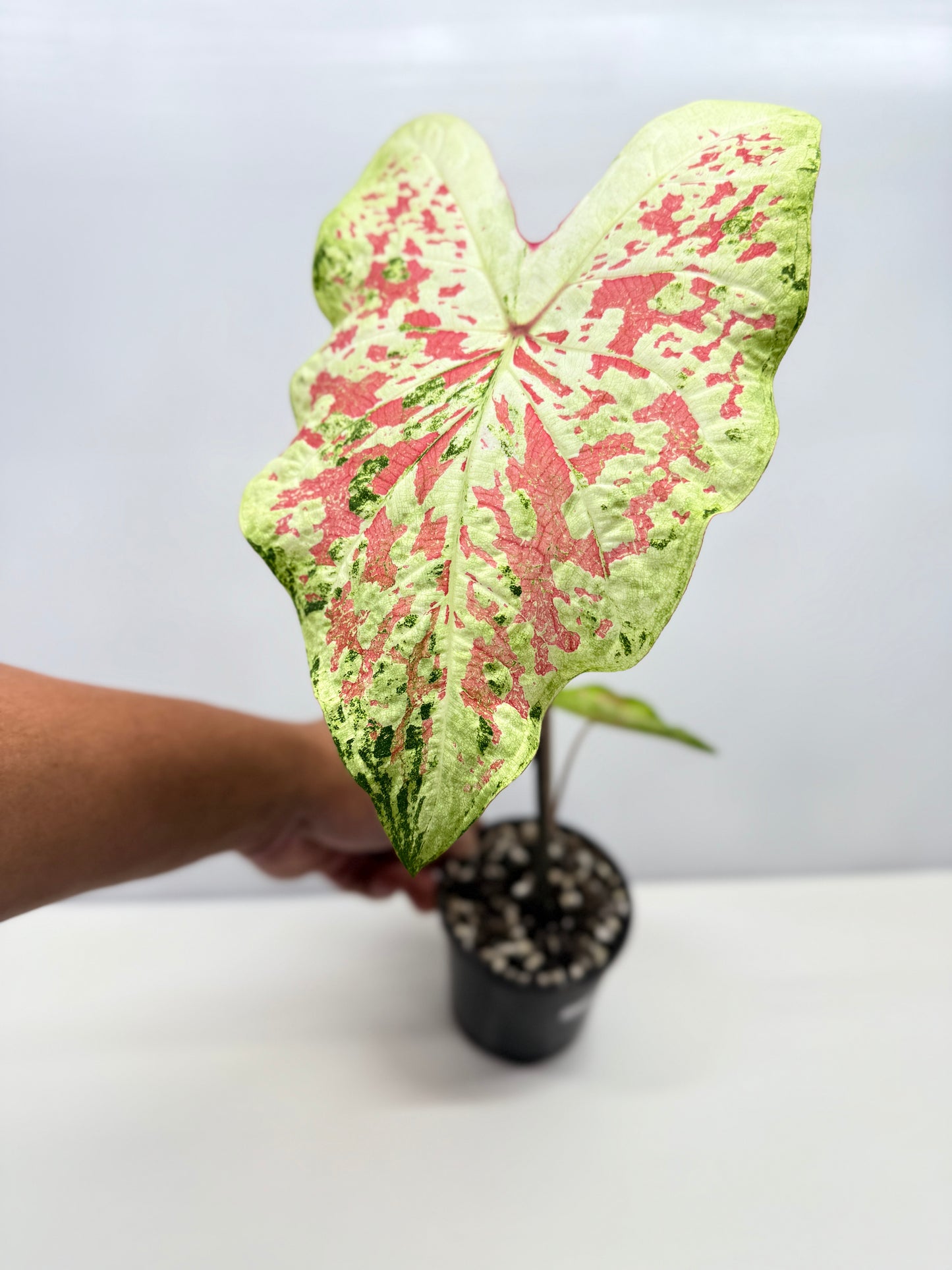 Caladium NOID A44