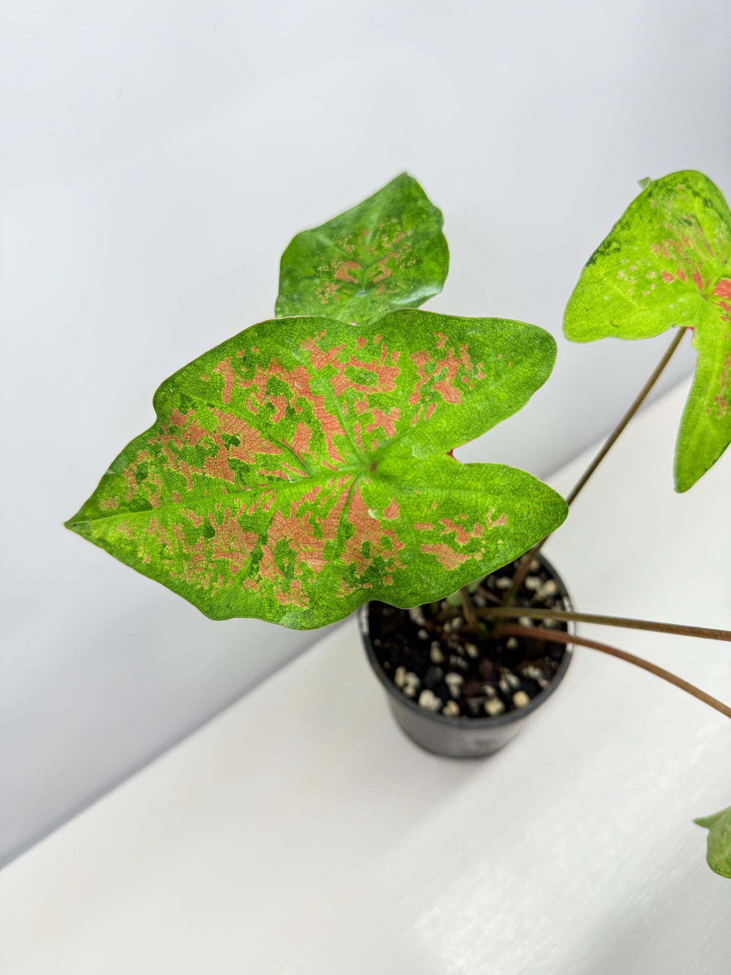 Caladium NOID A45