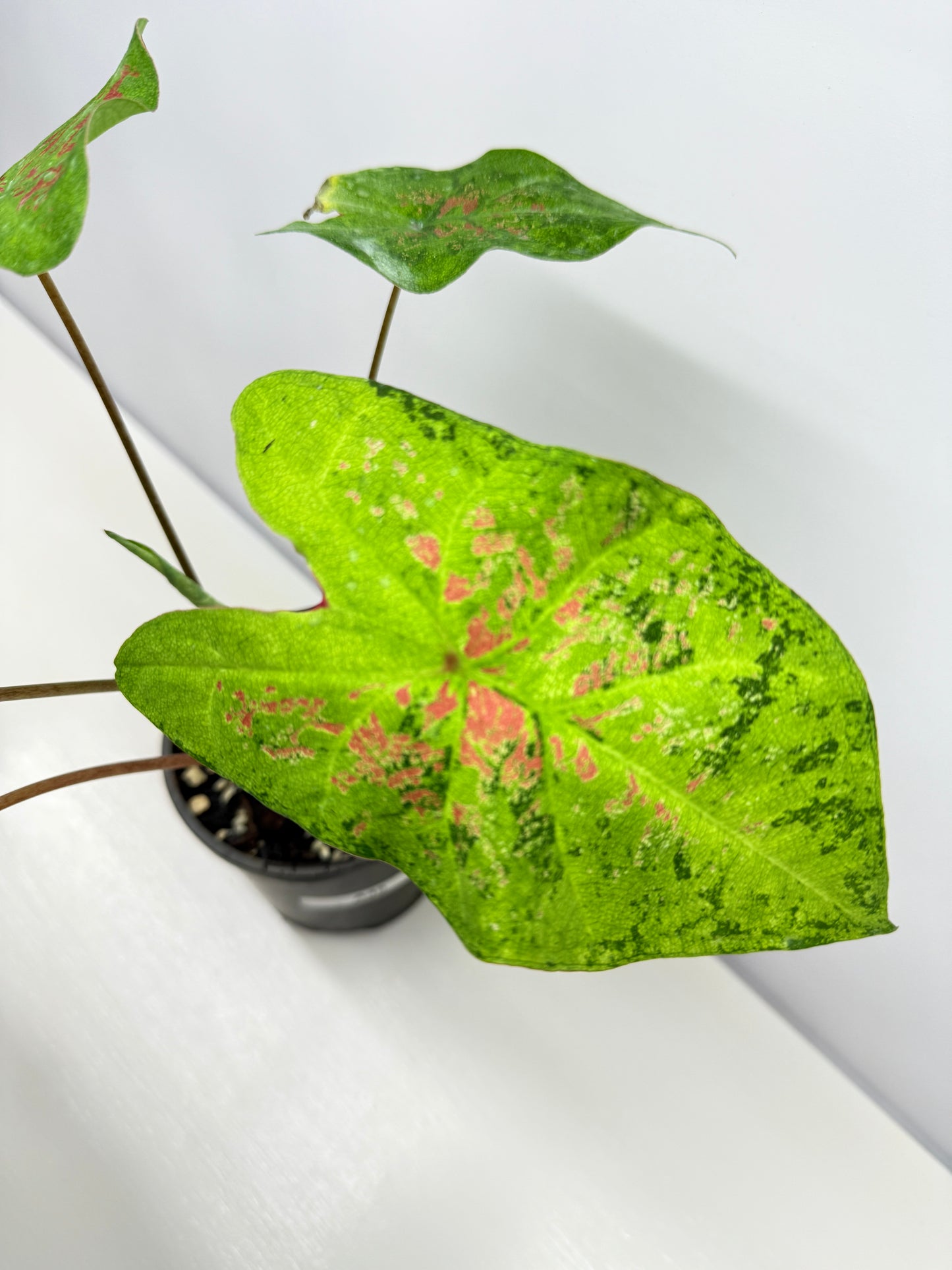 Caladium NOID A45