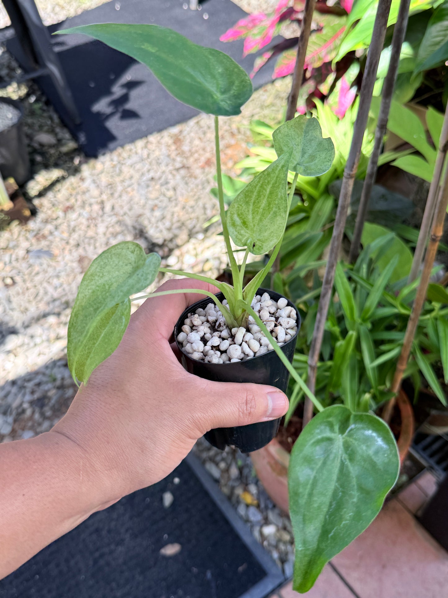 Alocasia cucullata 'Mint' M69