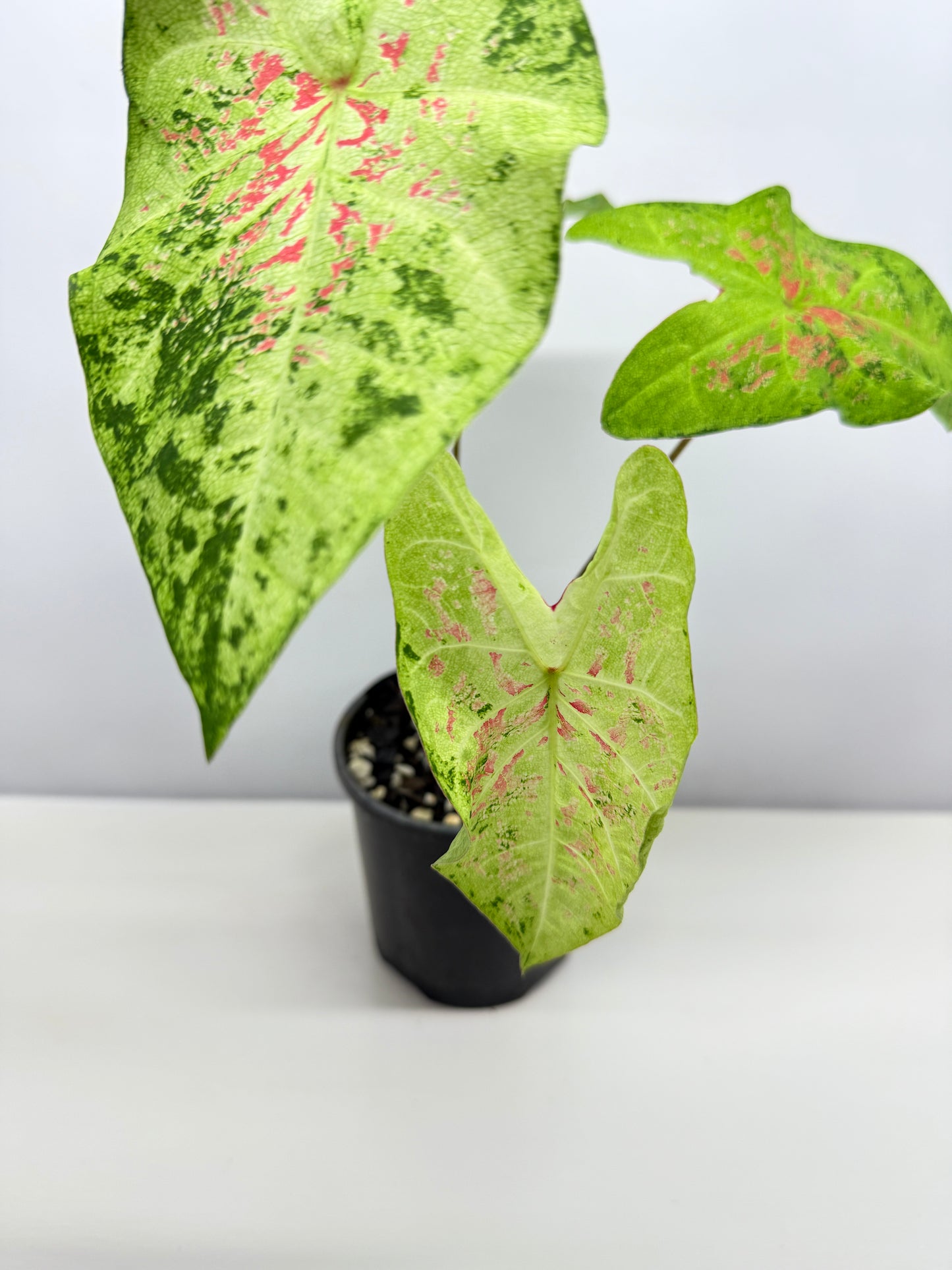 Caladium NOID A45