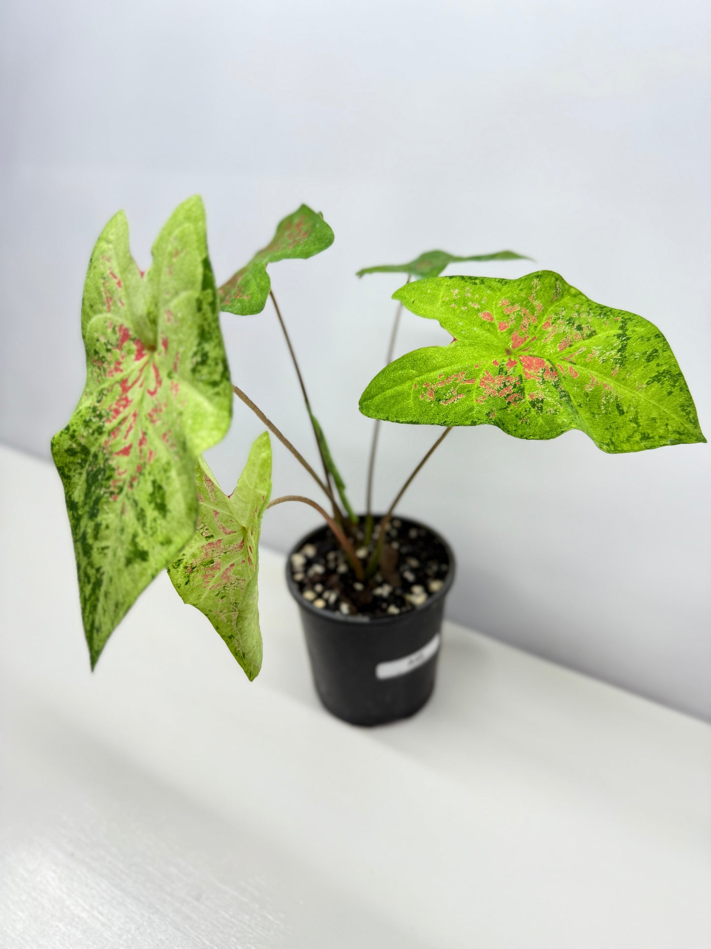 Caladium NOID A45