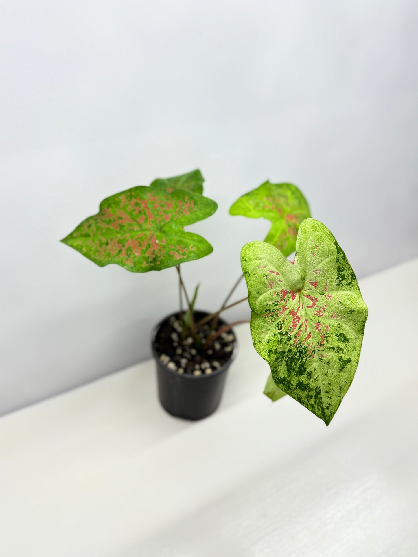 Caladium NOID A45