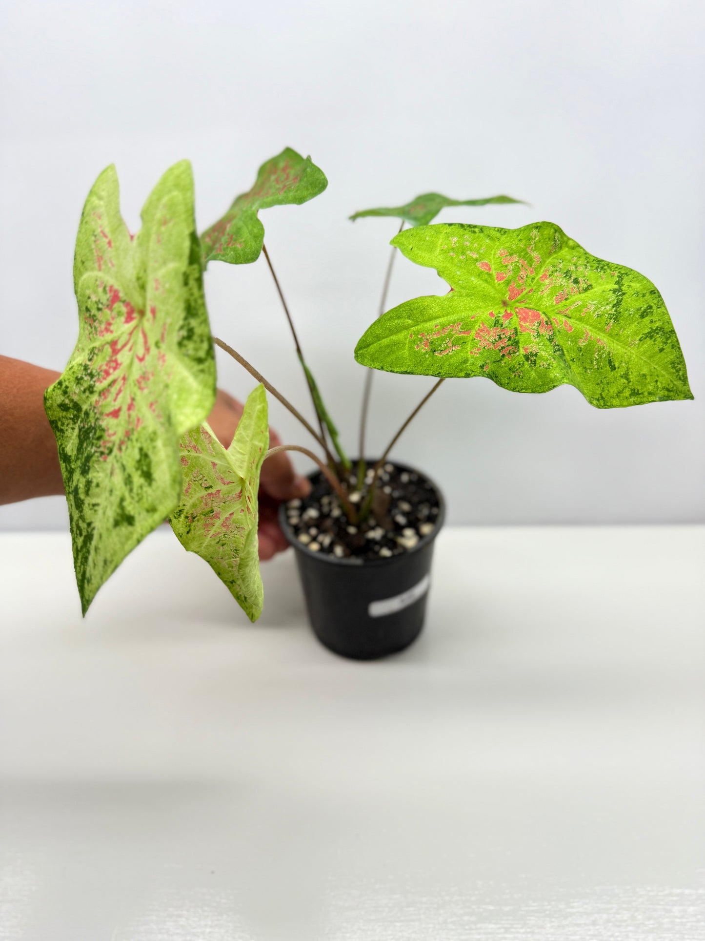 Caladium NOID A45