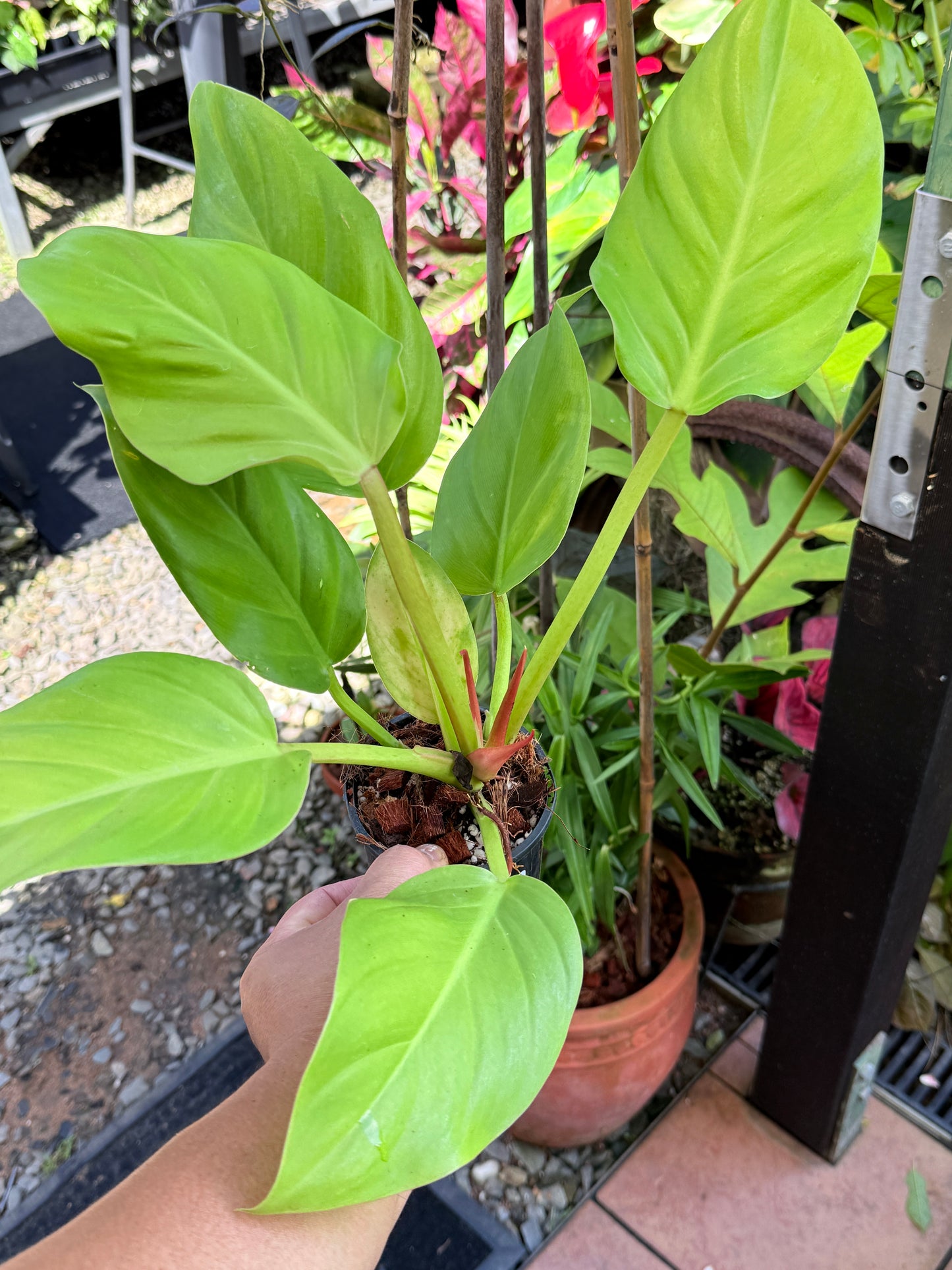 Philodendron 'Melinonii Gold' - Large M57