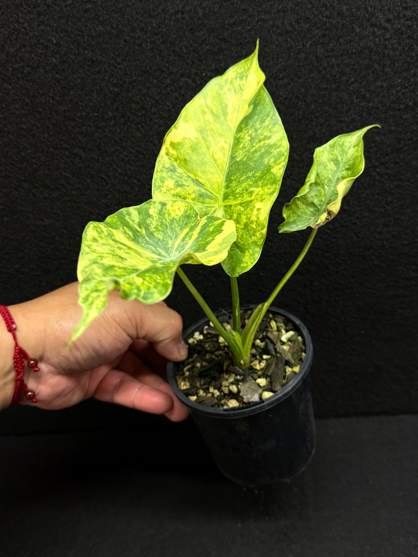 Alocasia Gageana Aurea F17