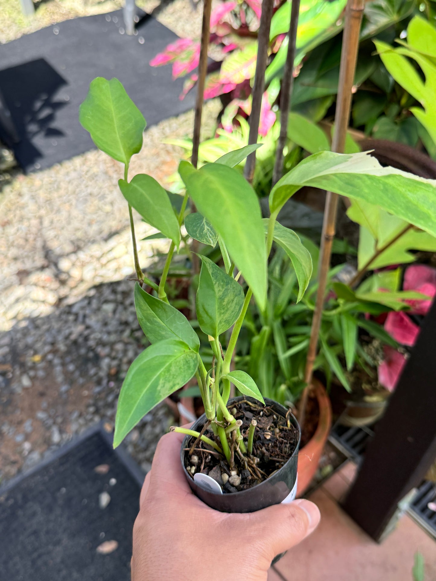 Monstera Laniata 'Smokey Variegated' M73