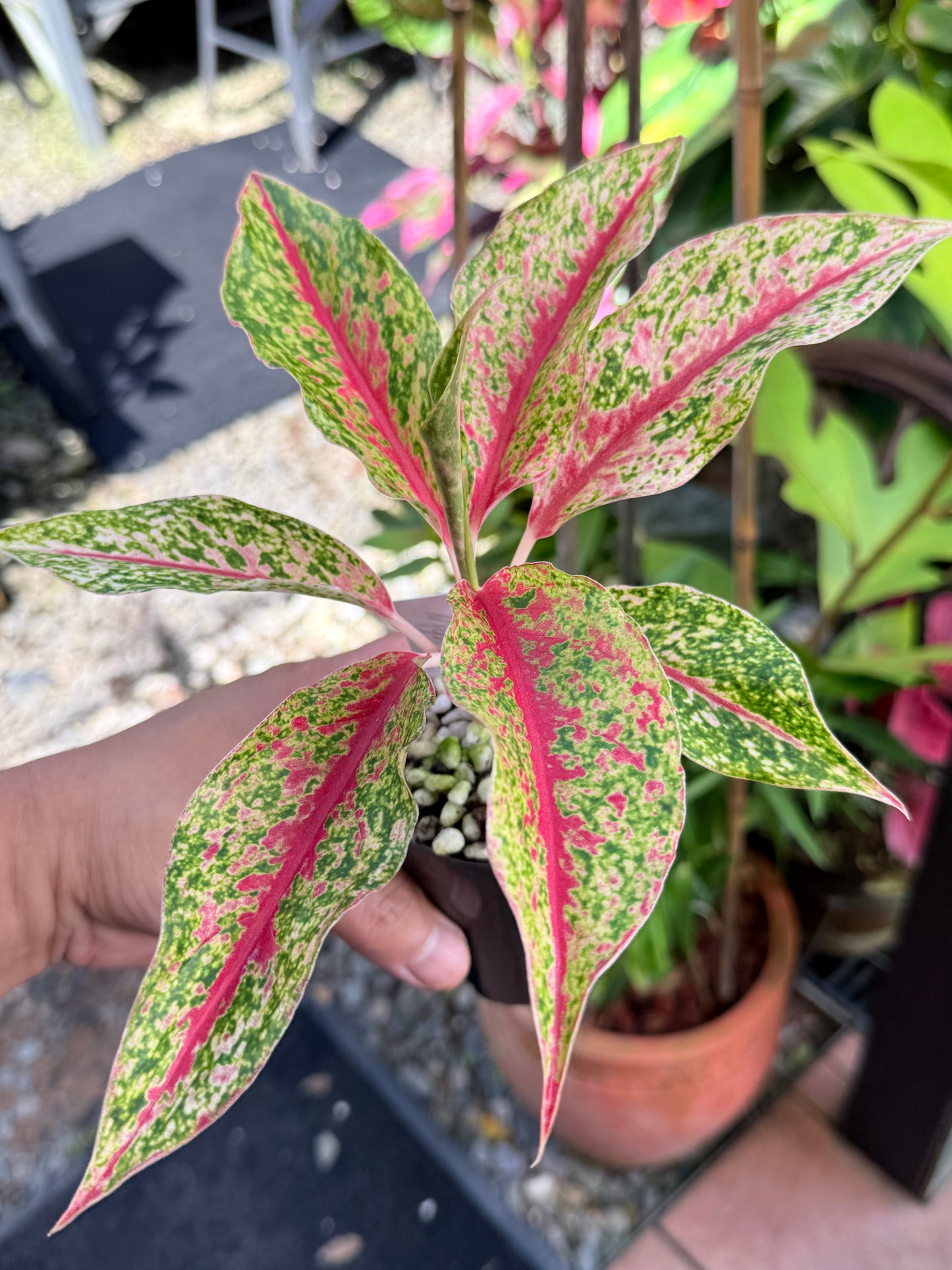 Aglaonema 'Night Sparkle' M59