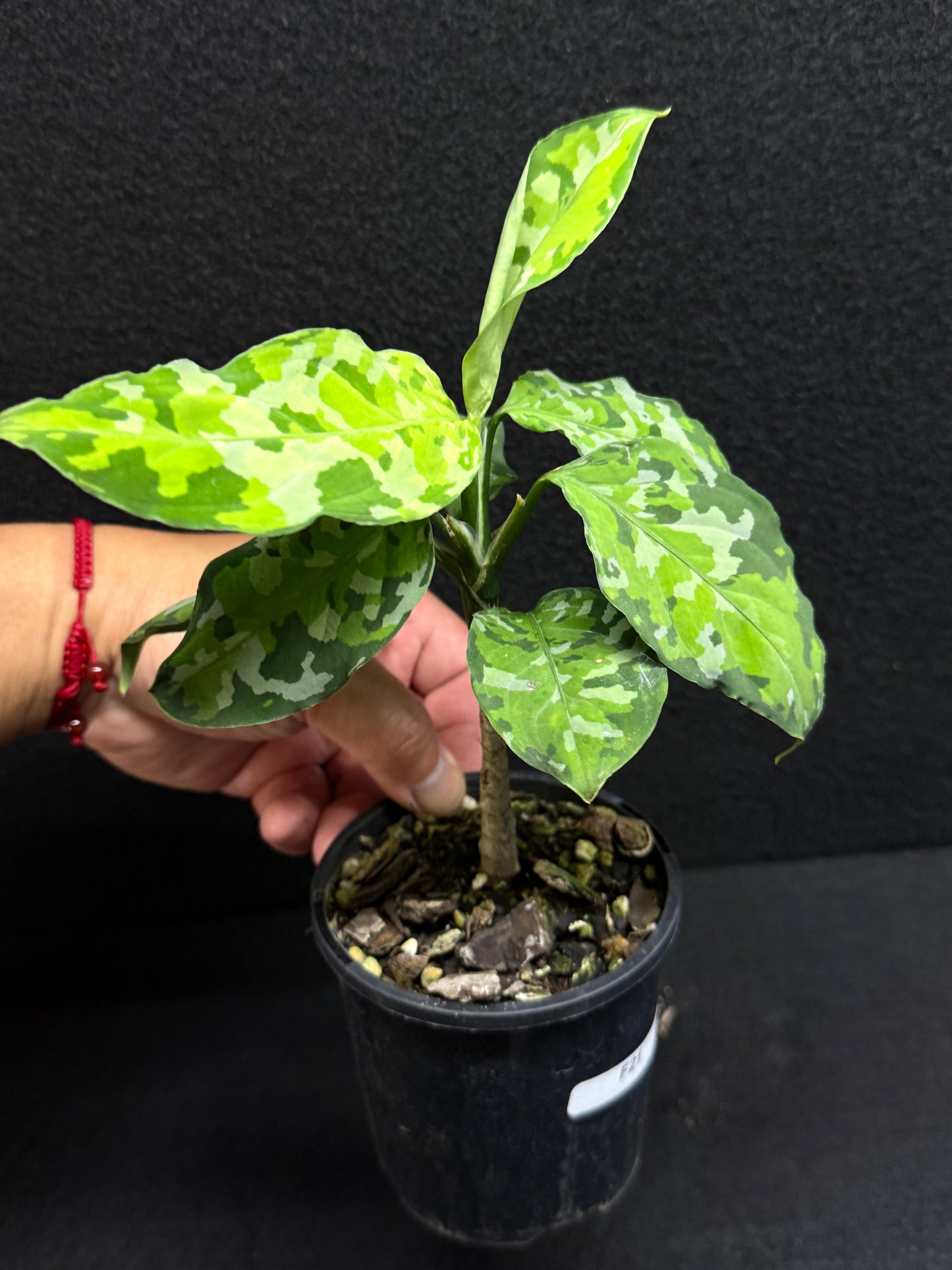 Aglaonema Pictum 'Tricolour' - NONTC F21