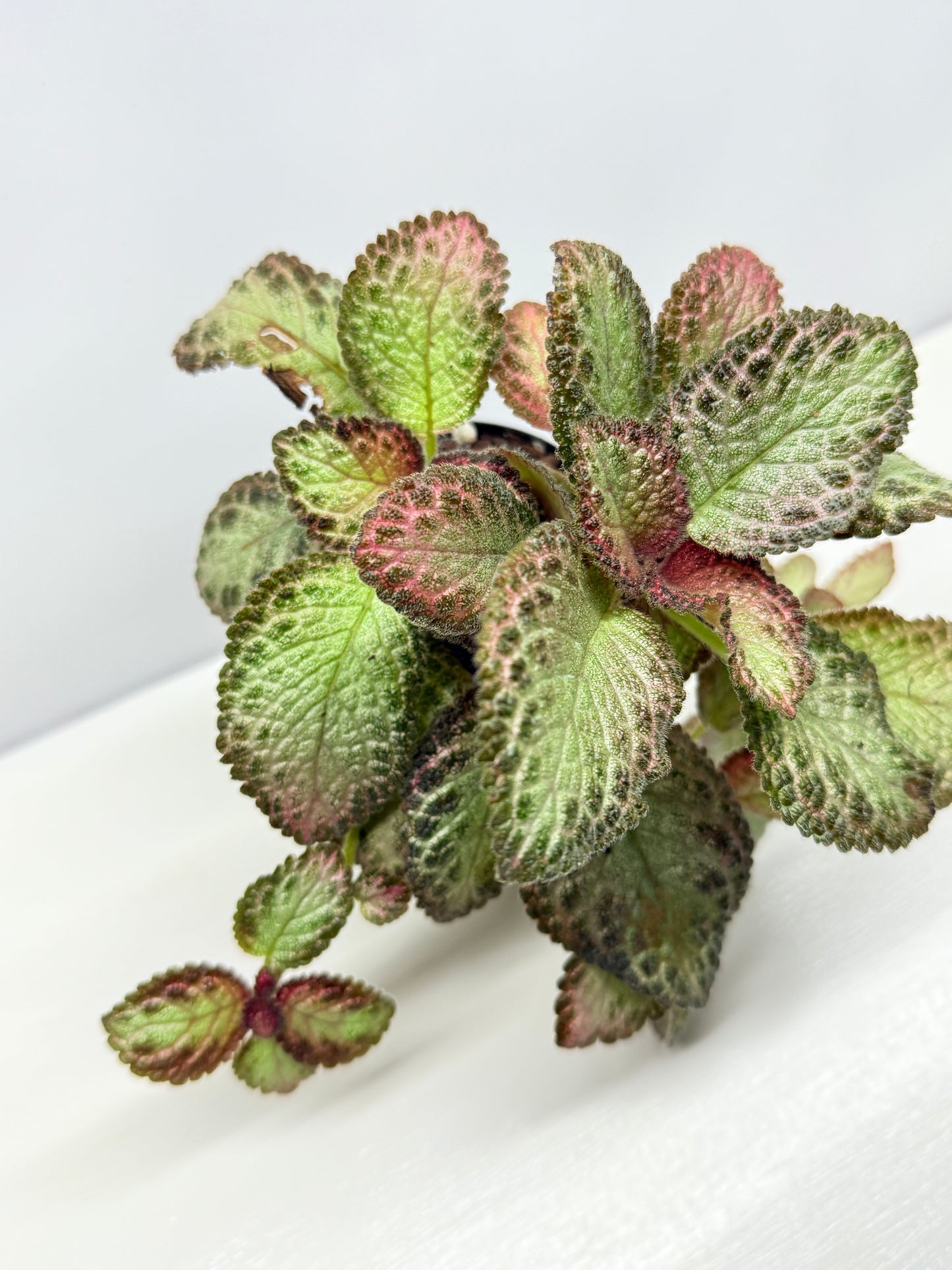 Episcia Pink Acajou - Best Pick of the Crop!