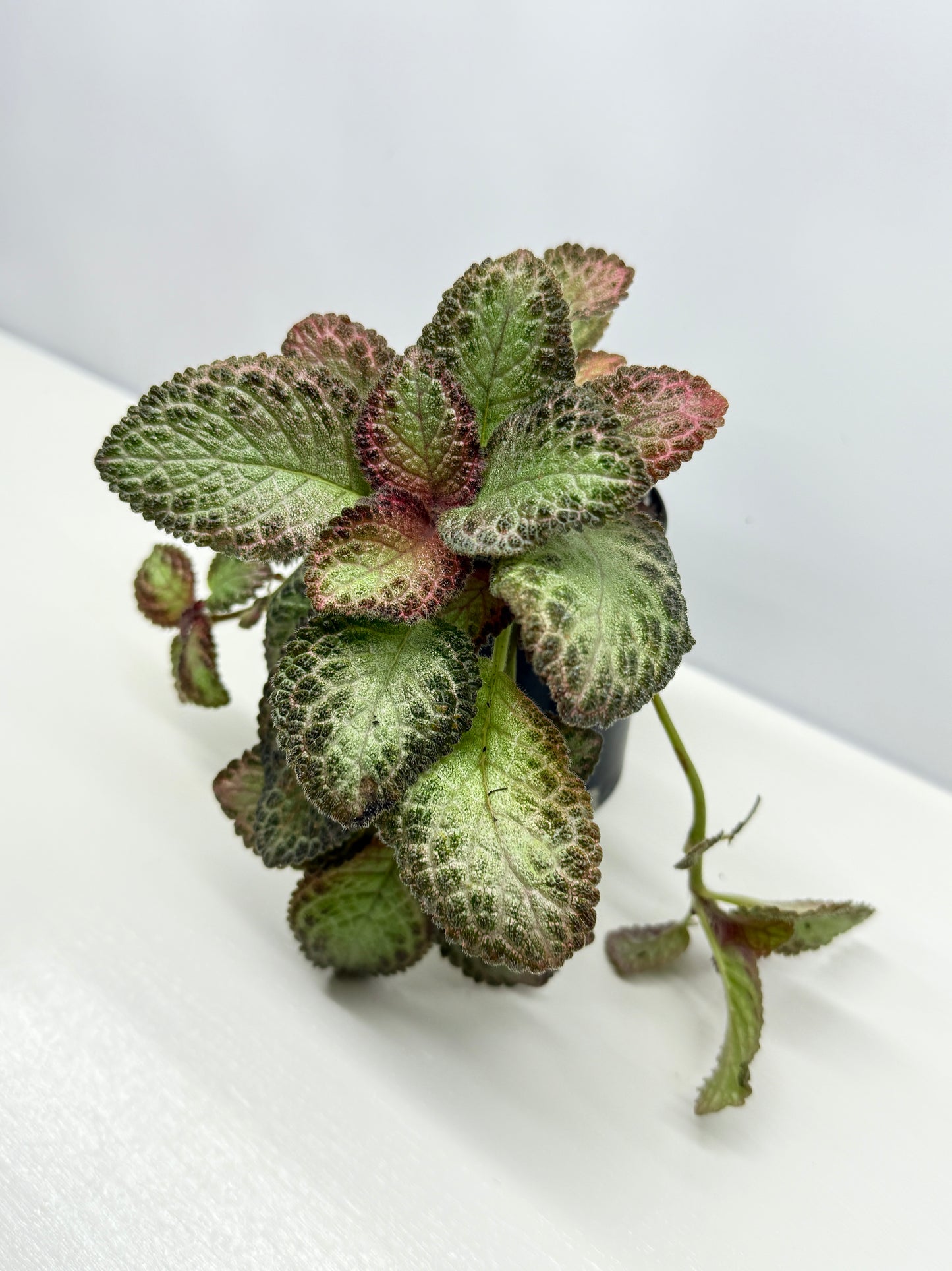 Episcia Pink Acajou - Best Pick of the Crop!