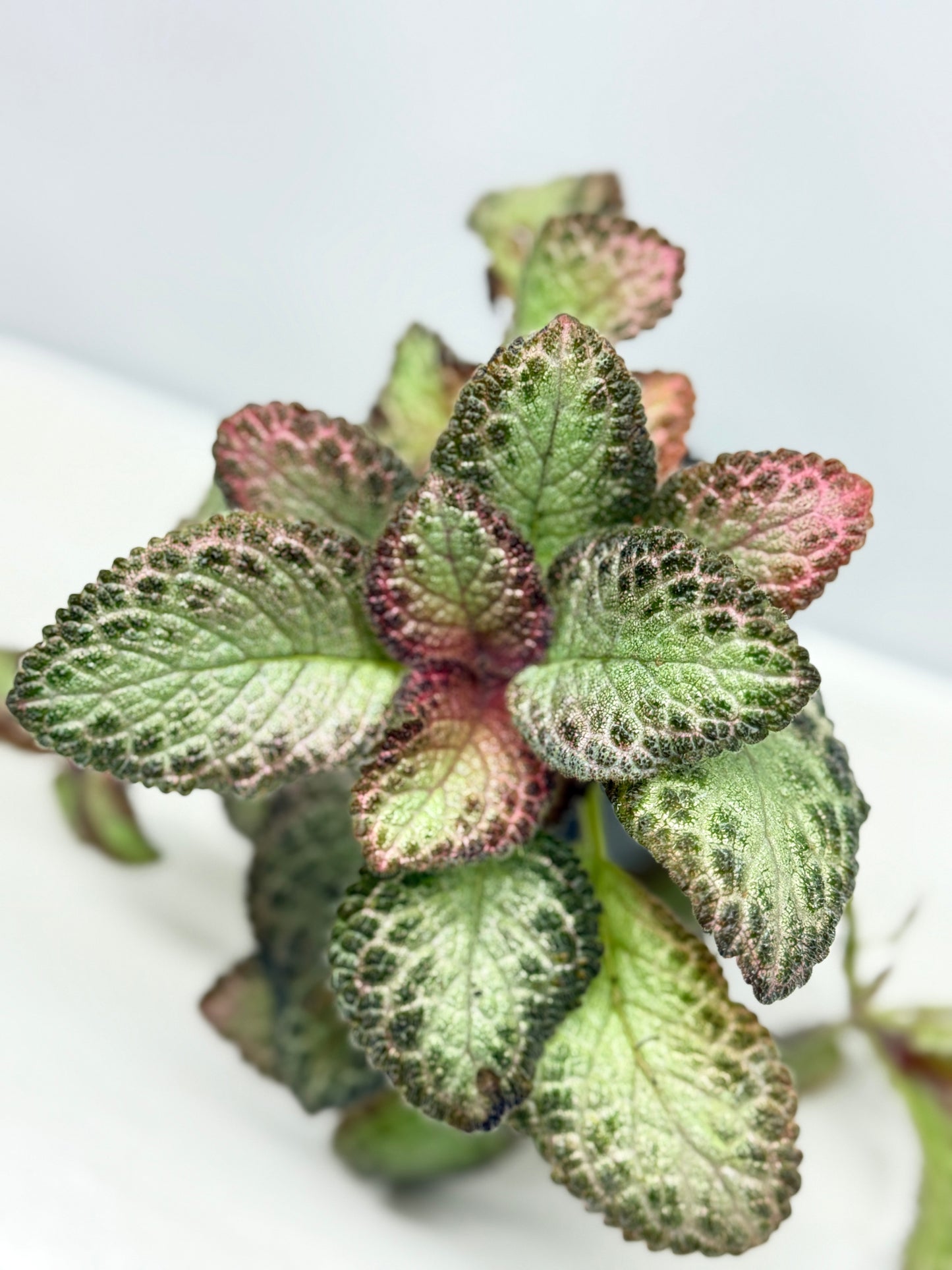 Episcia Pink Acajou - Best Pick of the Crop!