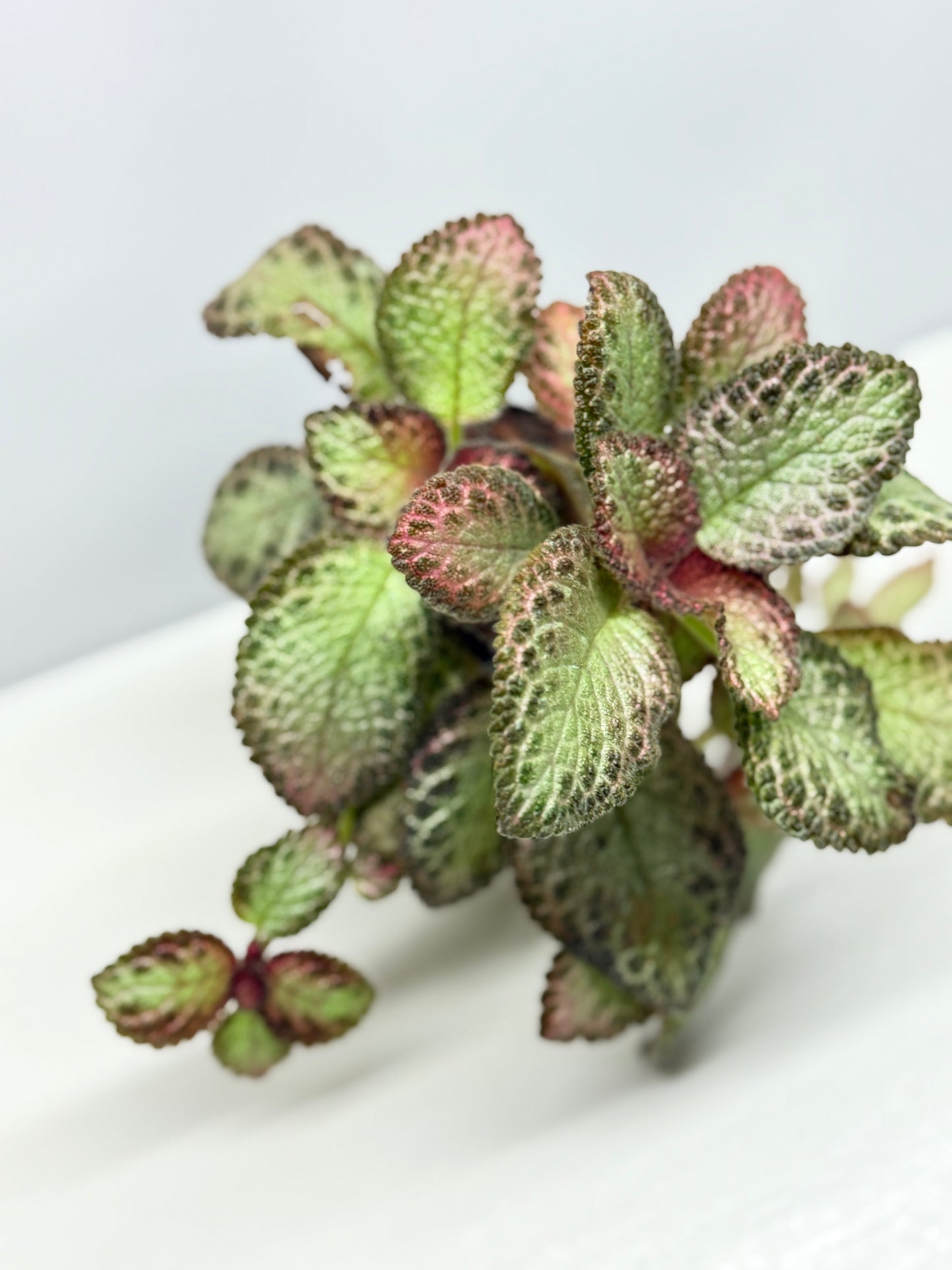 Episcia Pink Acajou - Best Pick of the Crop!