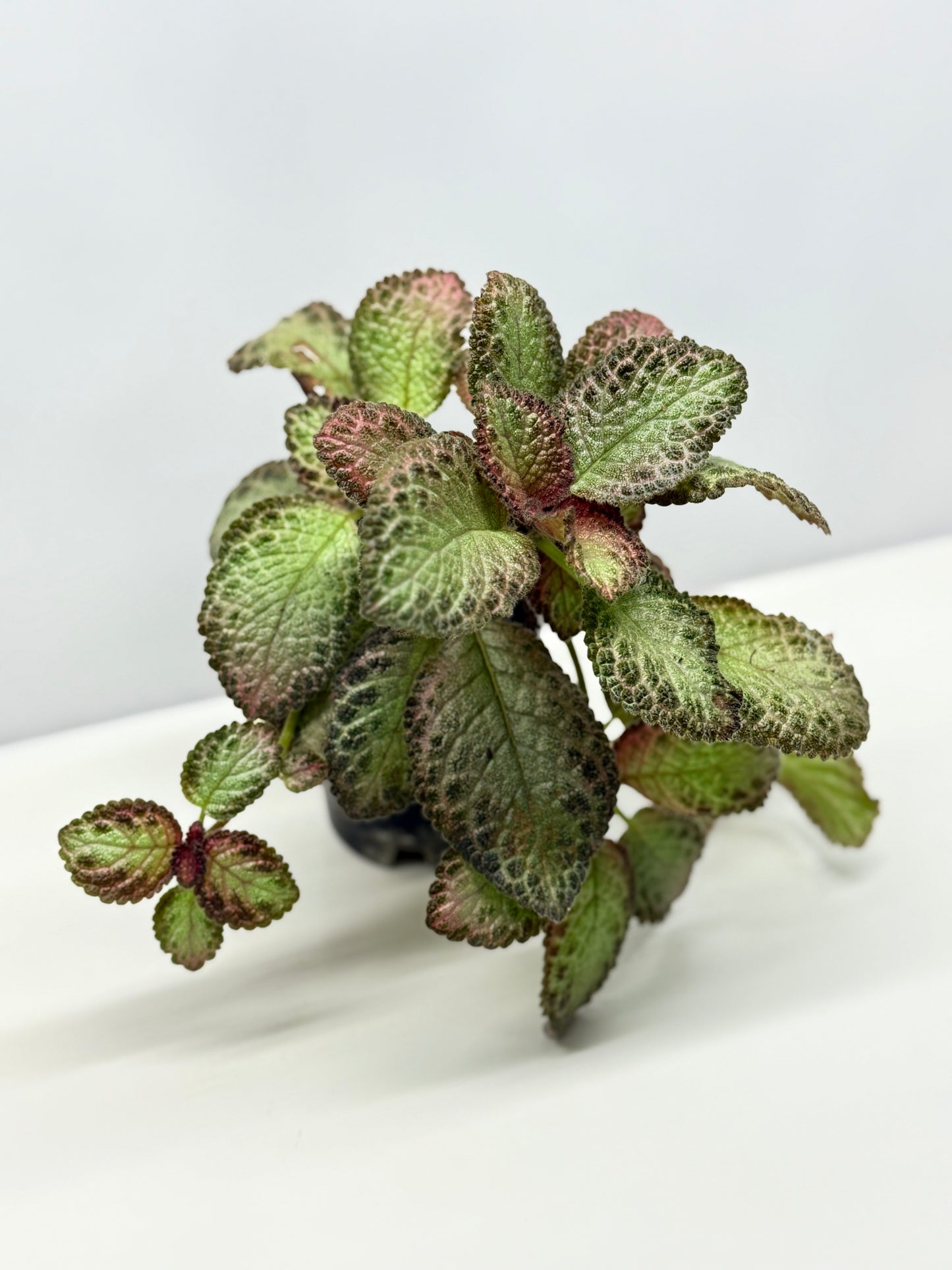 Episcia Pink Acajou - Best Pick of the Crop!