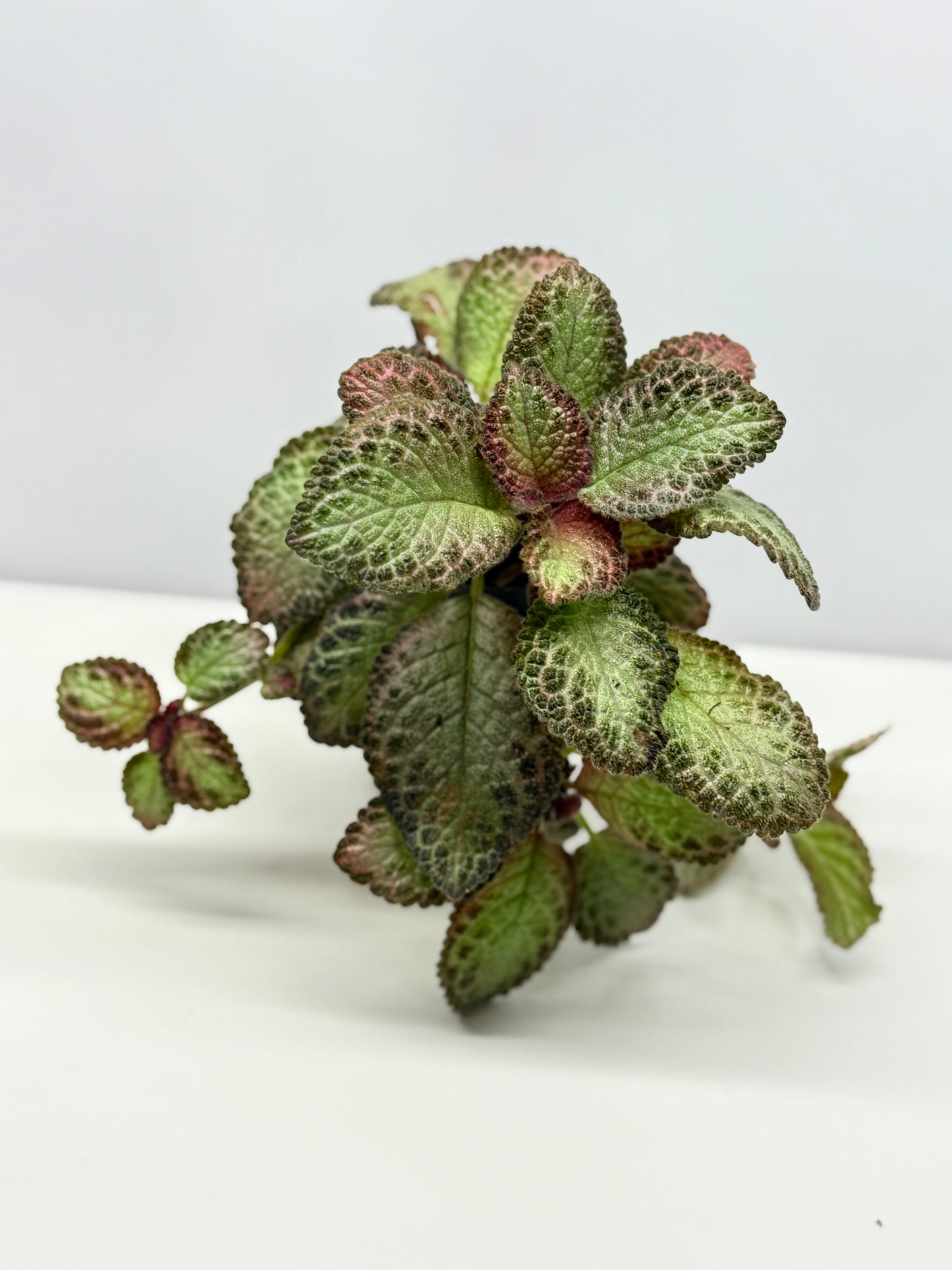 Episcia Pink Acajou - Best Pick of the Crop!