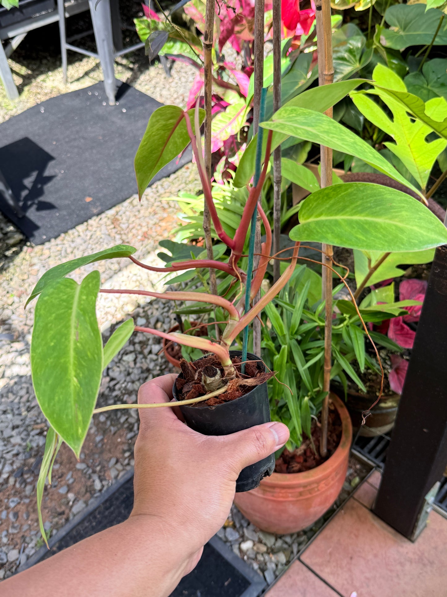 Philodendron 'Painted Lady' NONTC M78