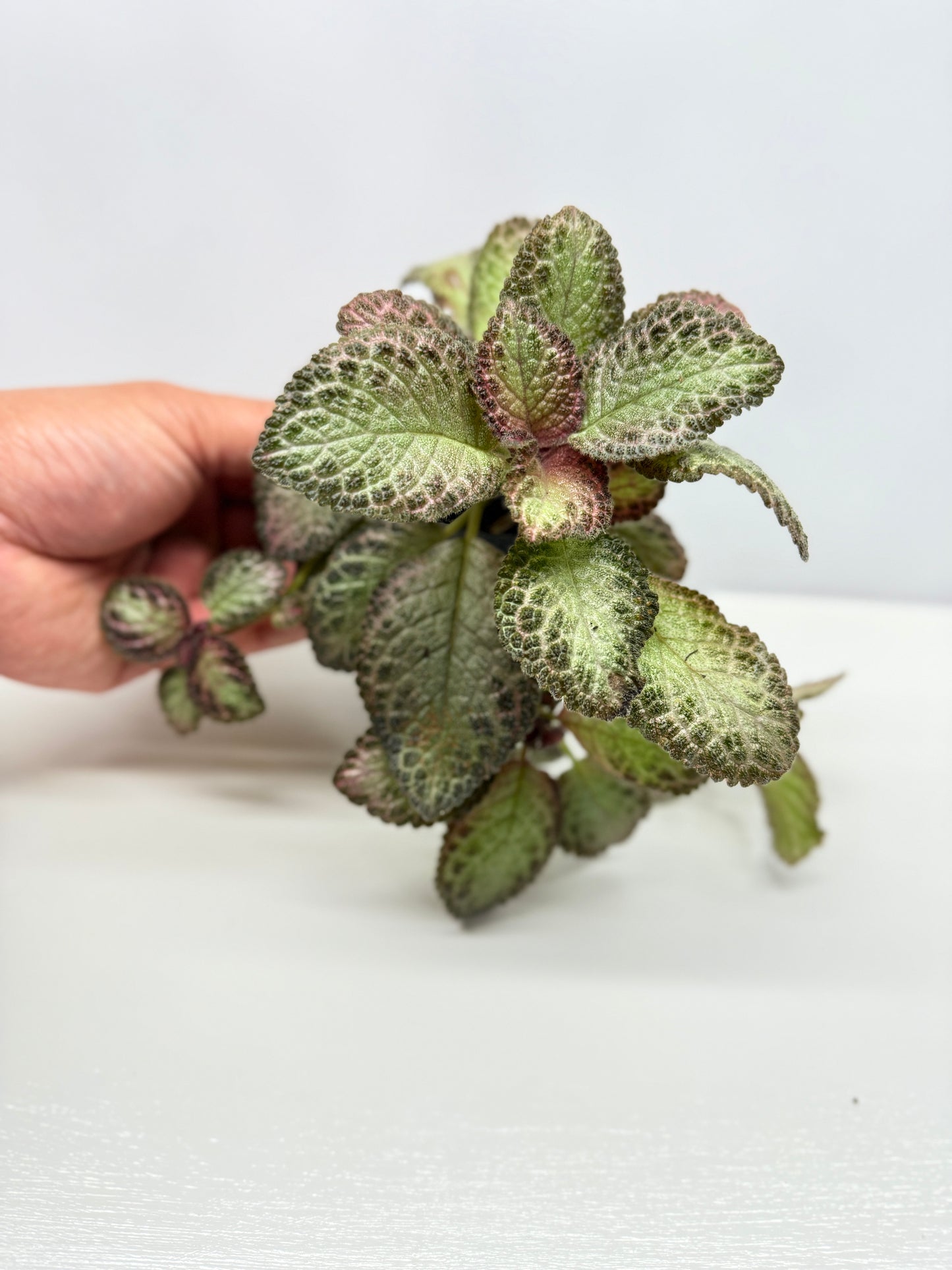Episcia Pink Acajou - Best Pick of the Crop!