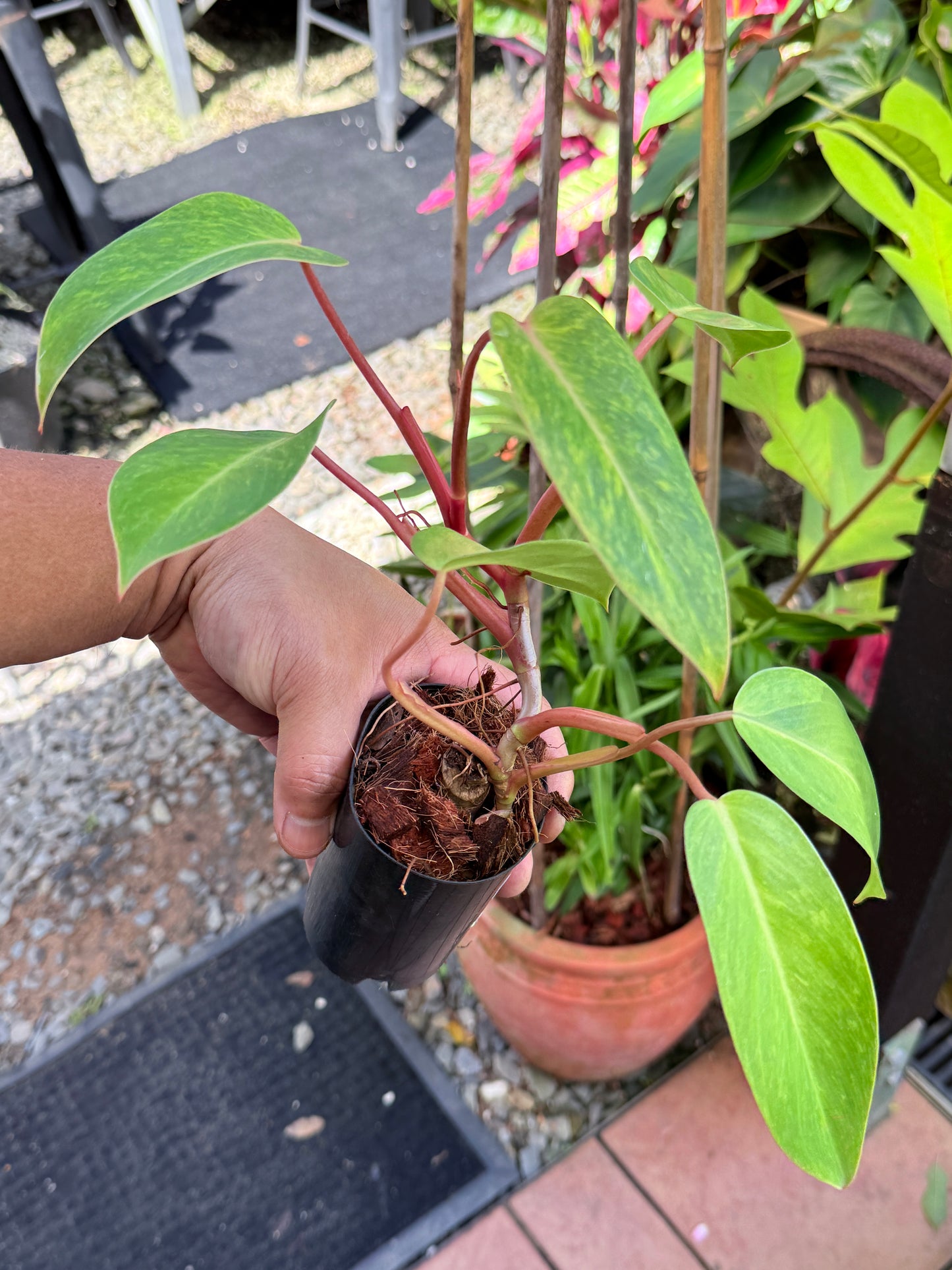 Philodendron 'Painted Lady' NONTC M77