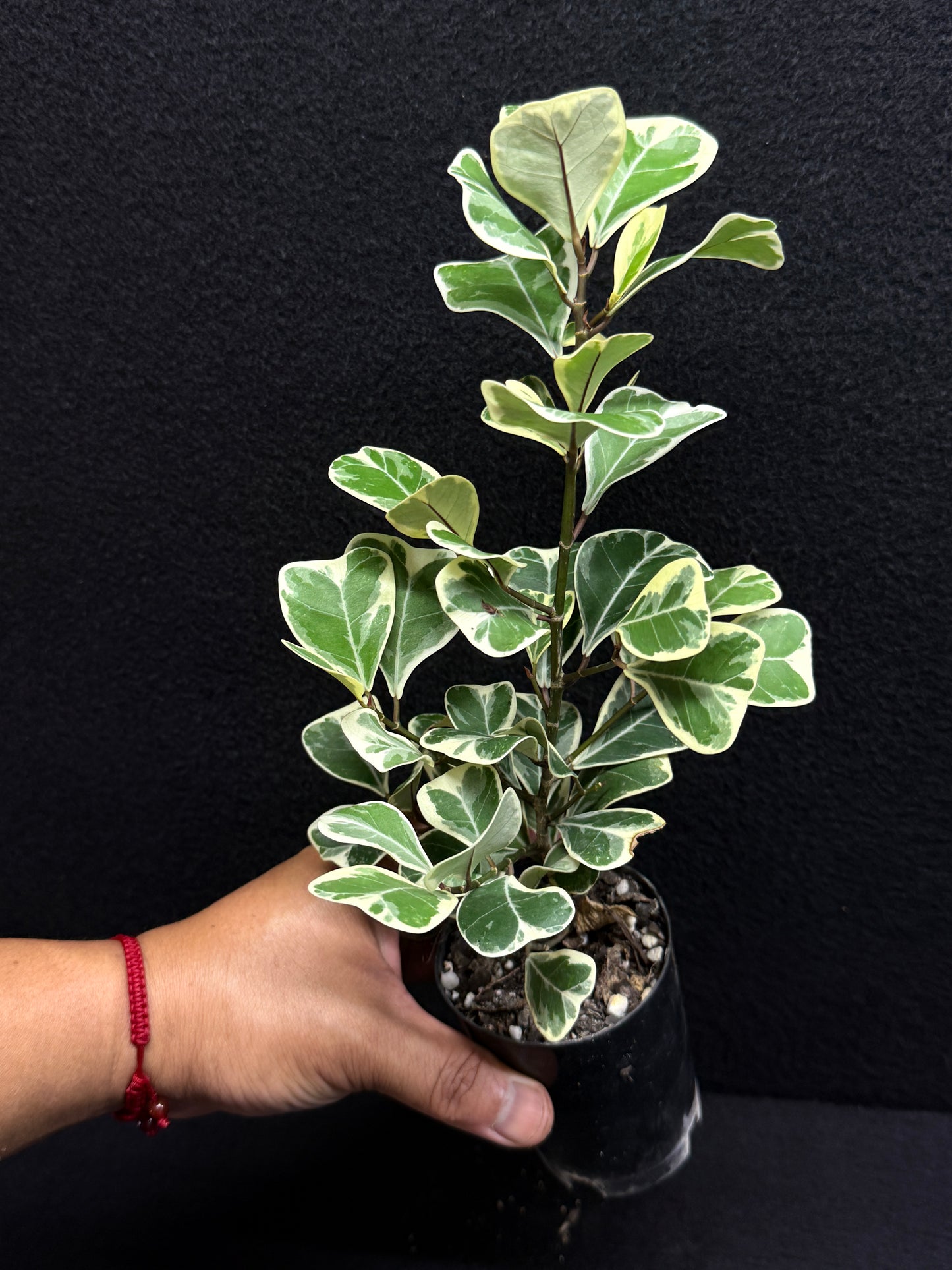 Ficus triangularis Albo U5
