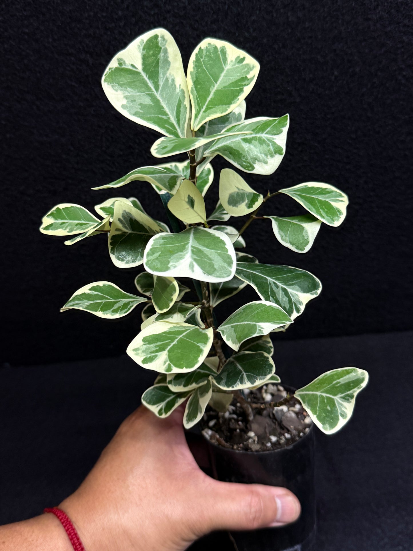 Ficus triangularis Albo F24