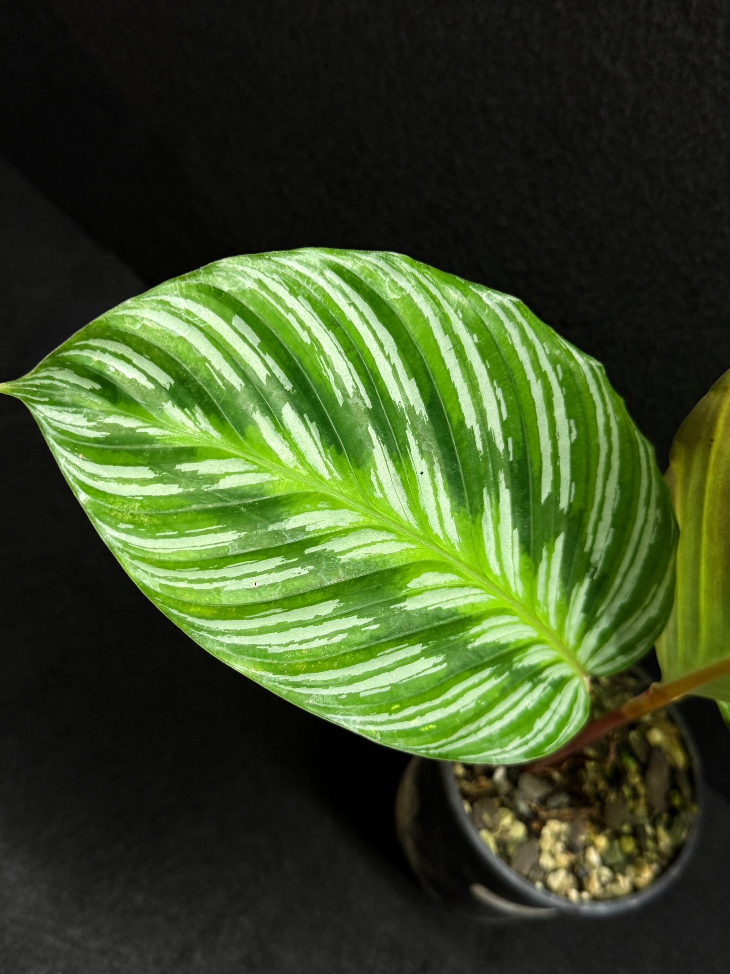 Calathea hieroglyphica - Rarely Offered F24