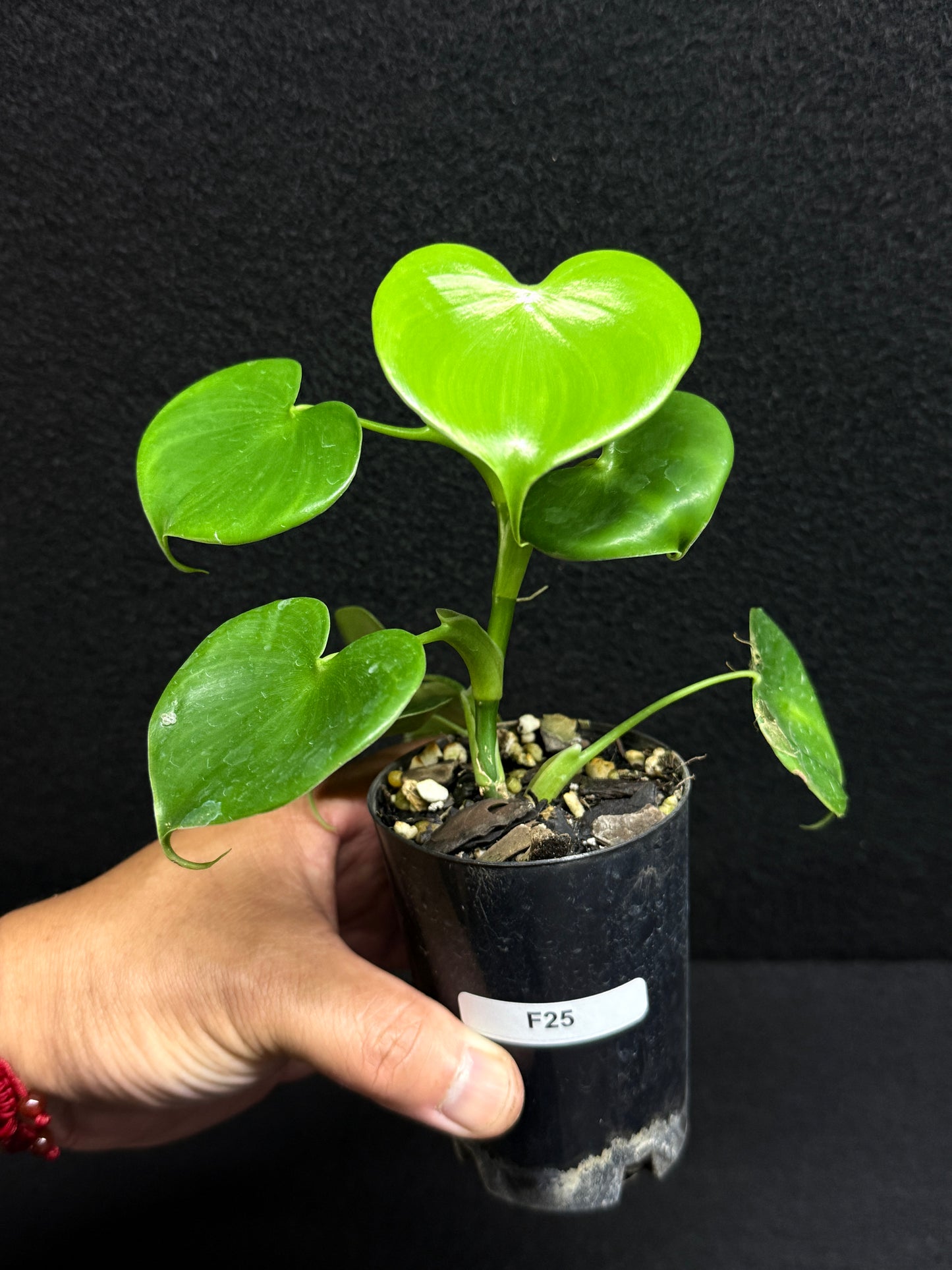 Philodendron Grazielae - Rarely Offered F25