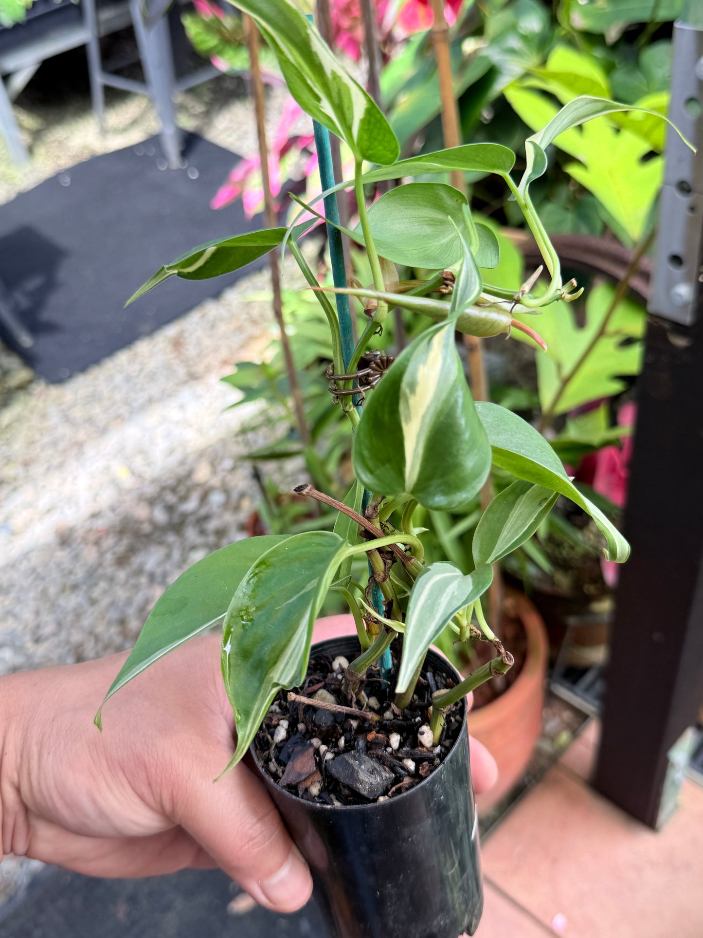 Philodendron 'Rio' S37