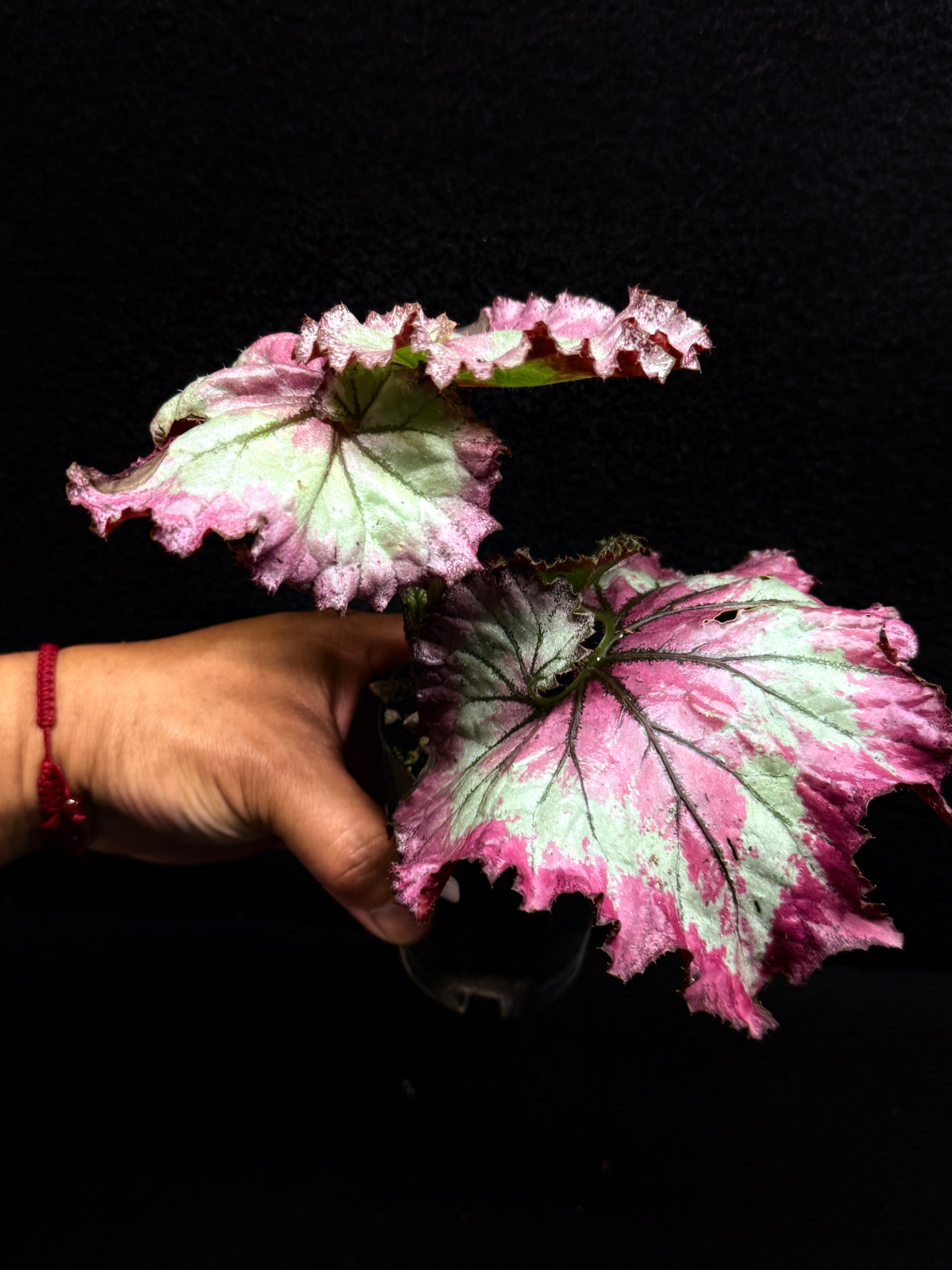 Begonia Strawberry Swirl F28