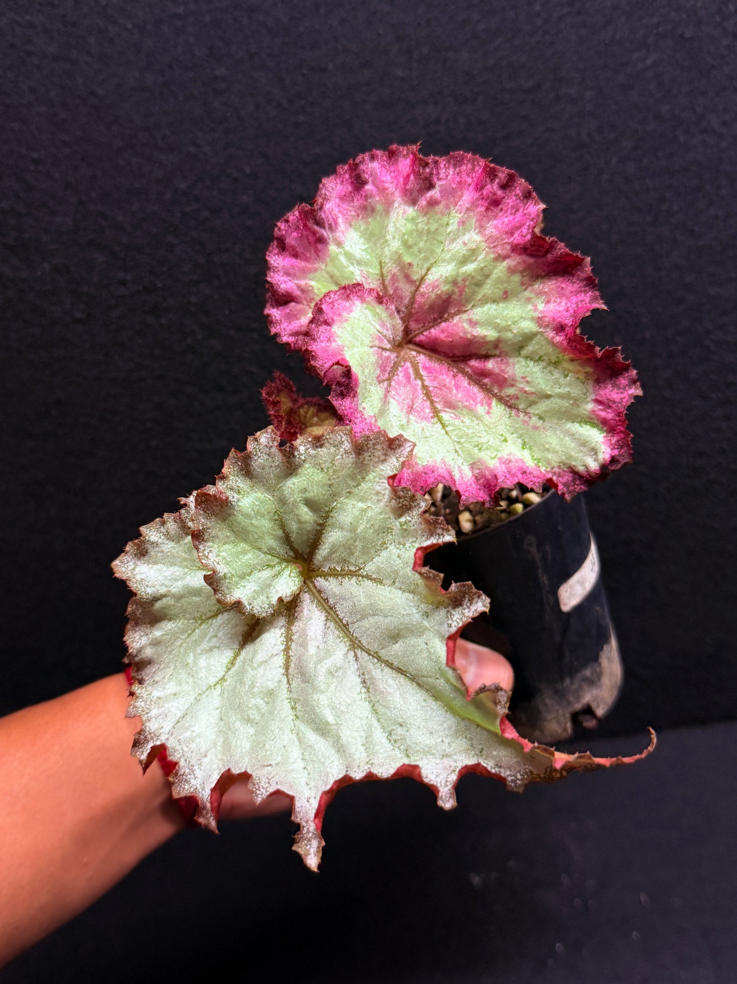 Begonia Strawberry Swirl J3