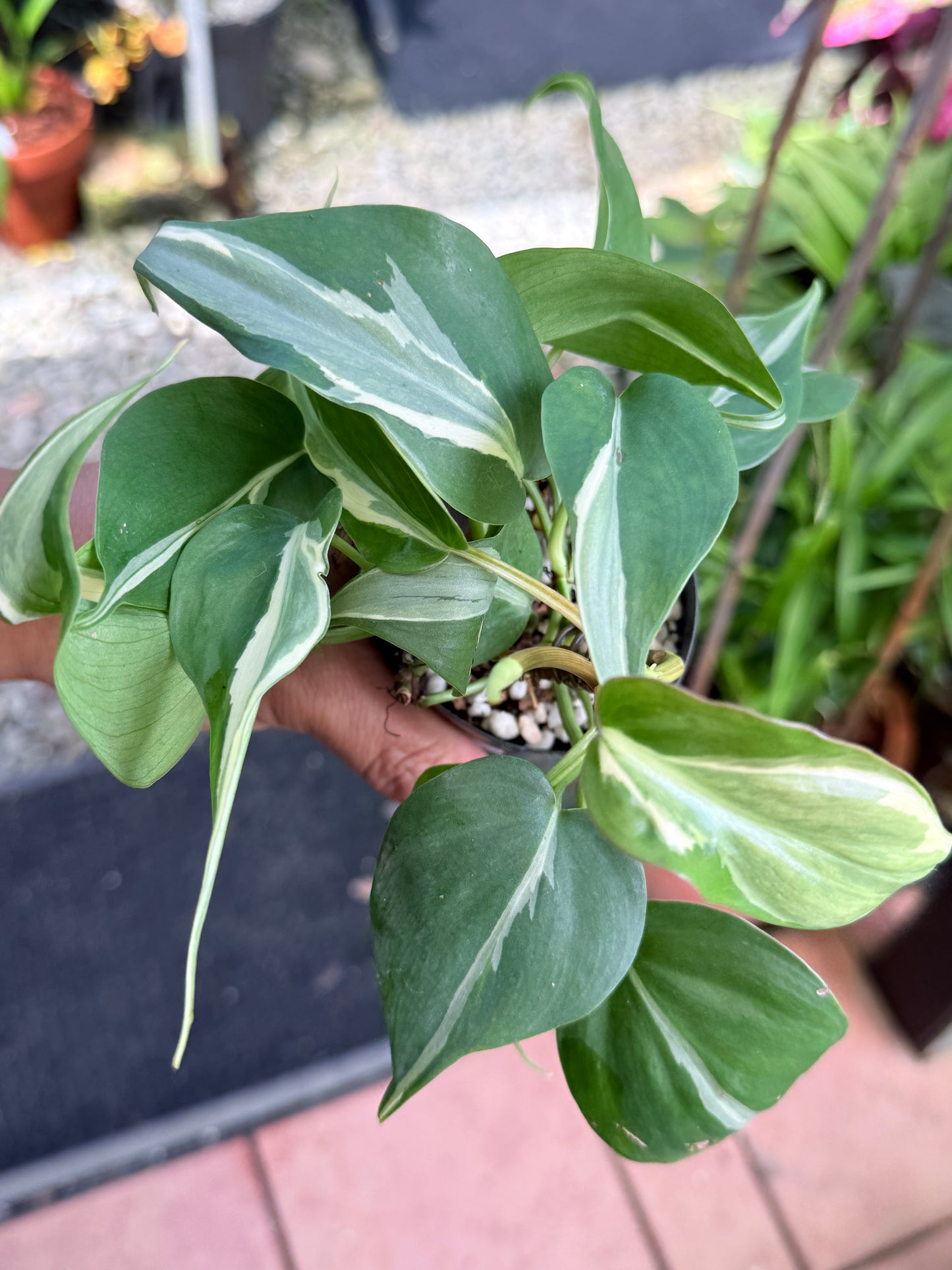 Philodendron 'Rio' L4