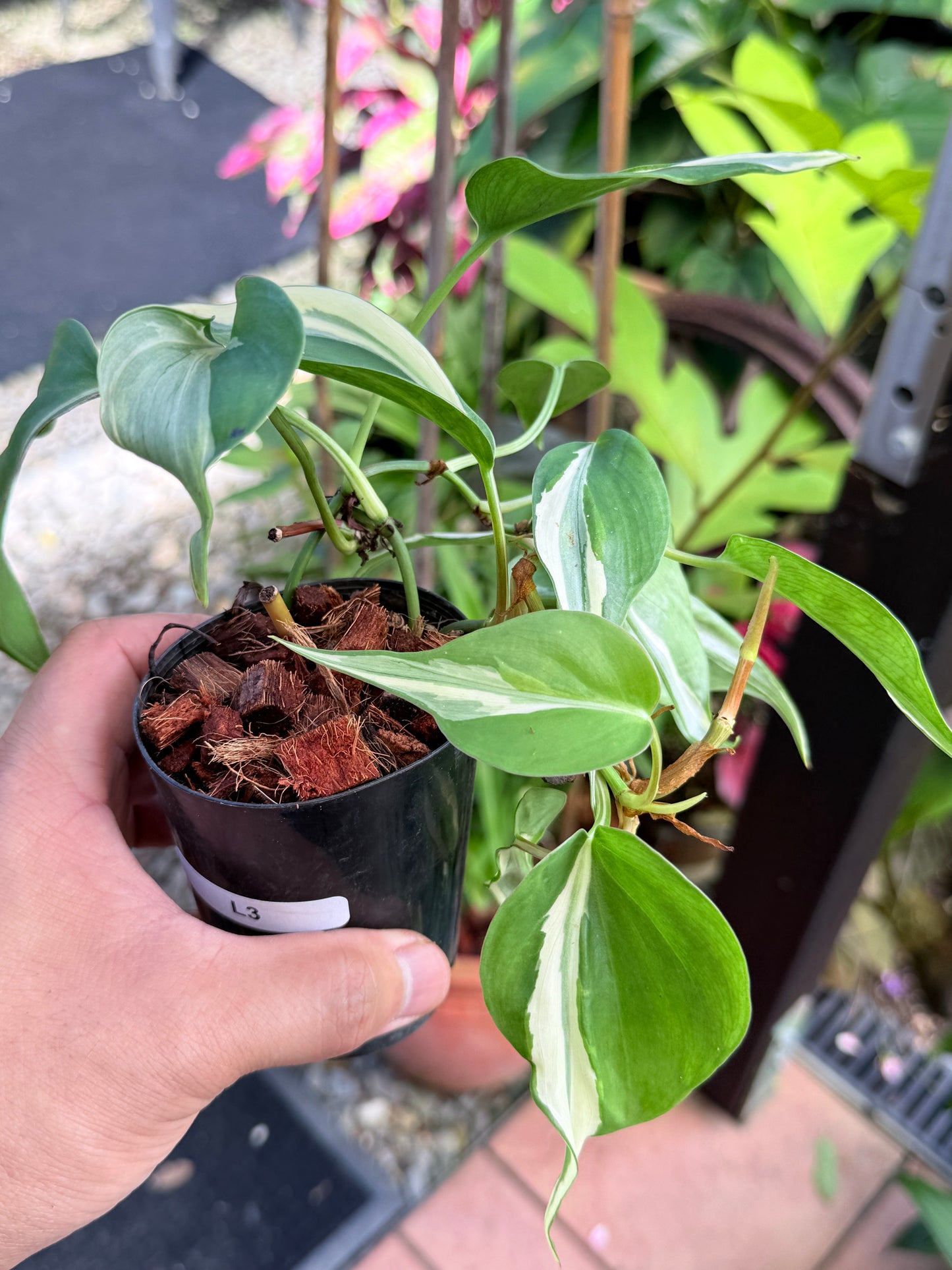 Philodendron 'Rio' L3