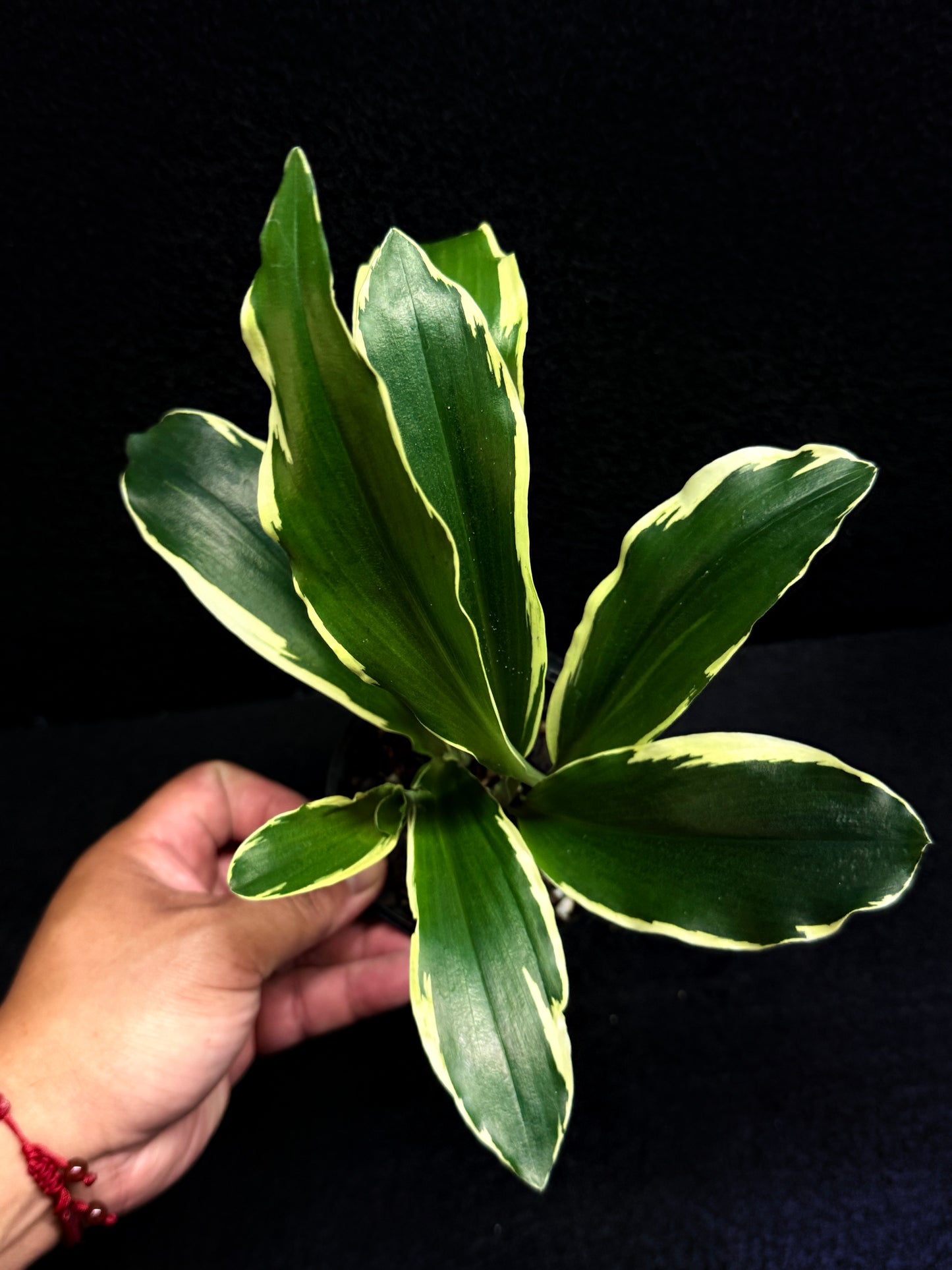 Kaempferia gilbertii 'Variegated Ginger' F30