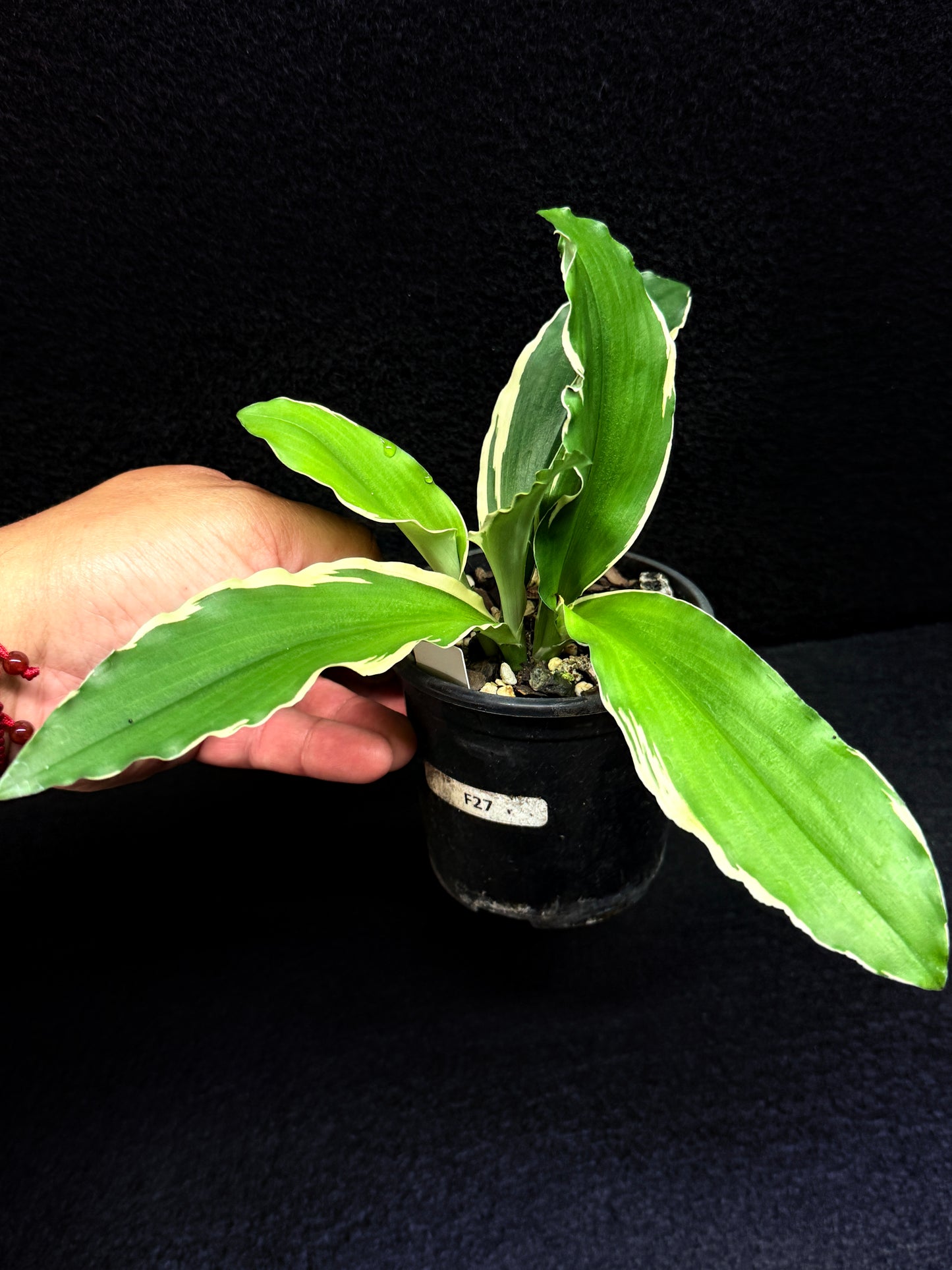 Kaempferia gilbertii 'Variegated Ginger' F27