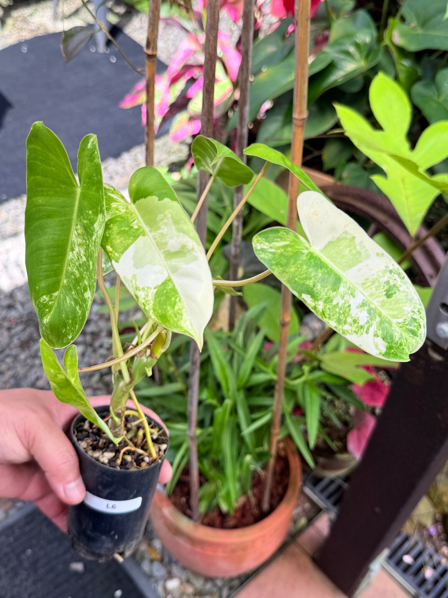 Philodendron 'Burle Marx Variegata' L6
