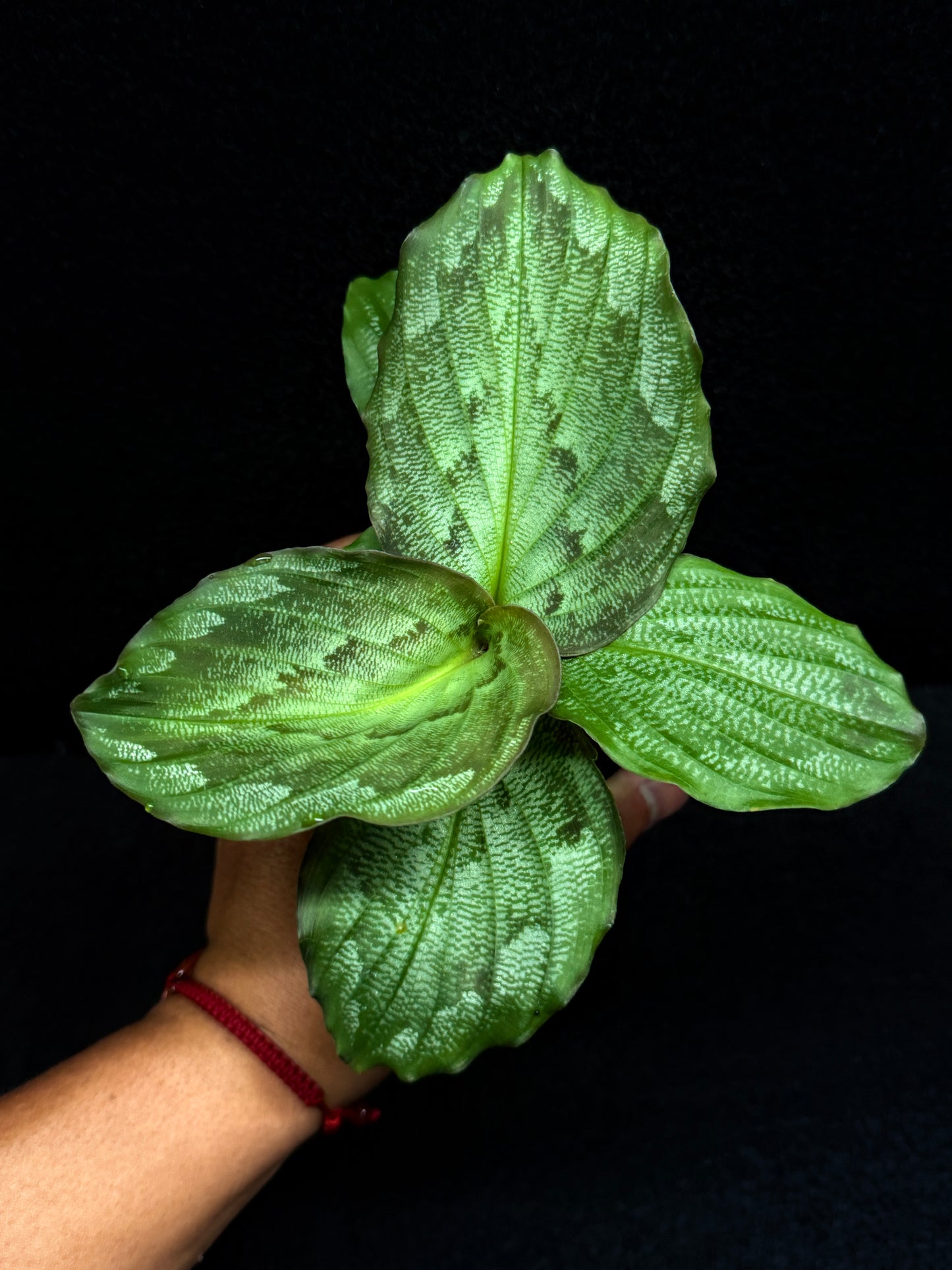 Kaempferia Pulchra 'Peacock Ginger' F31