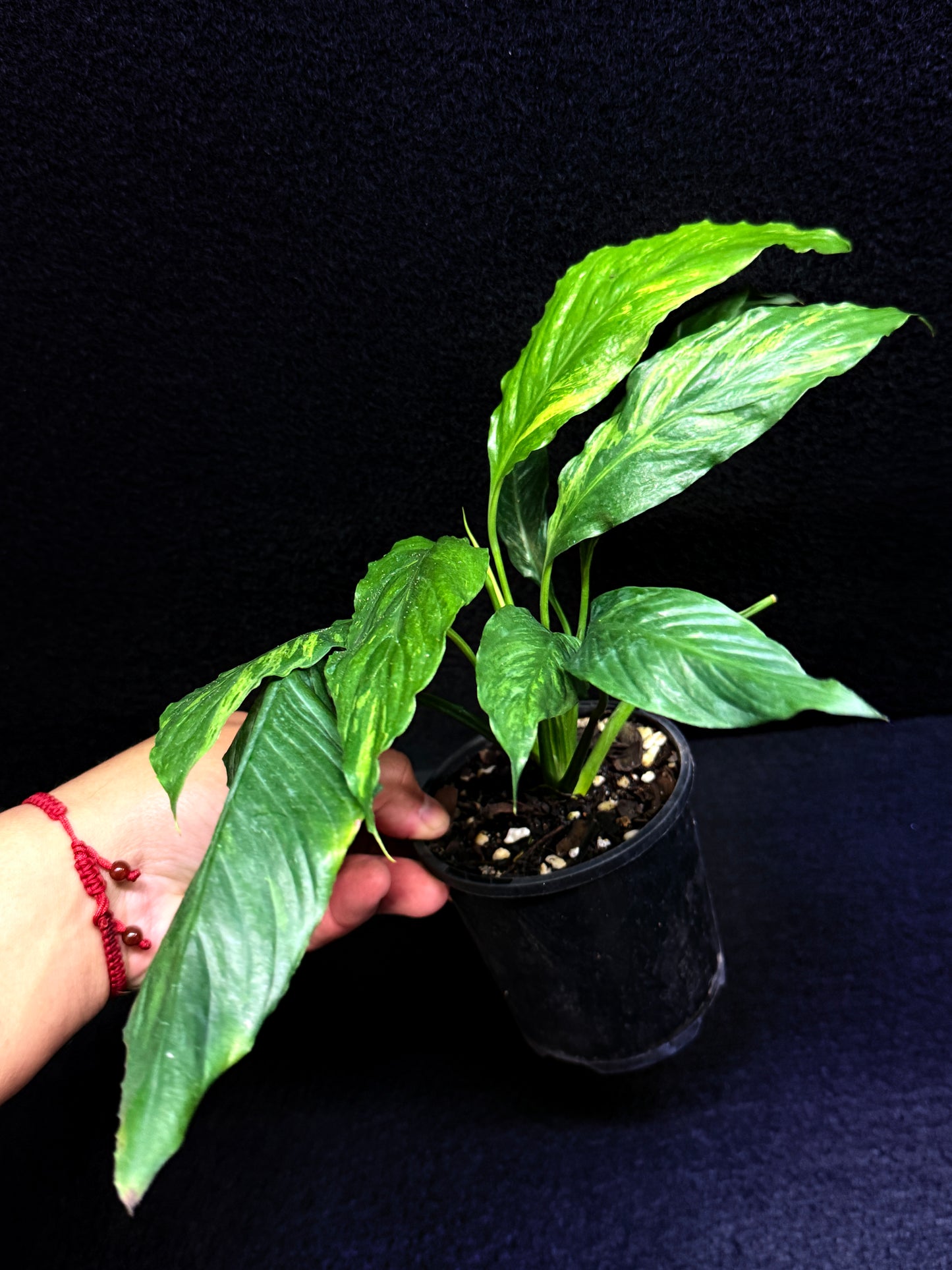 Spathiphyllum Picasso 'Aurea' Yellow Variegation F32