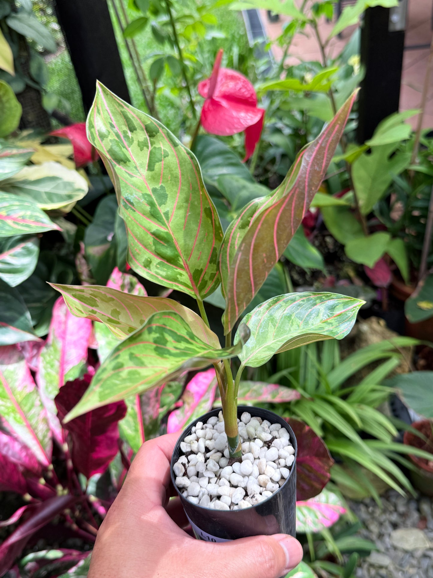 Aglaonema 'Red Army' L10