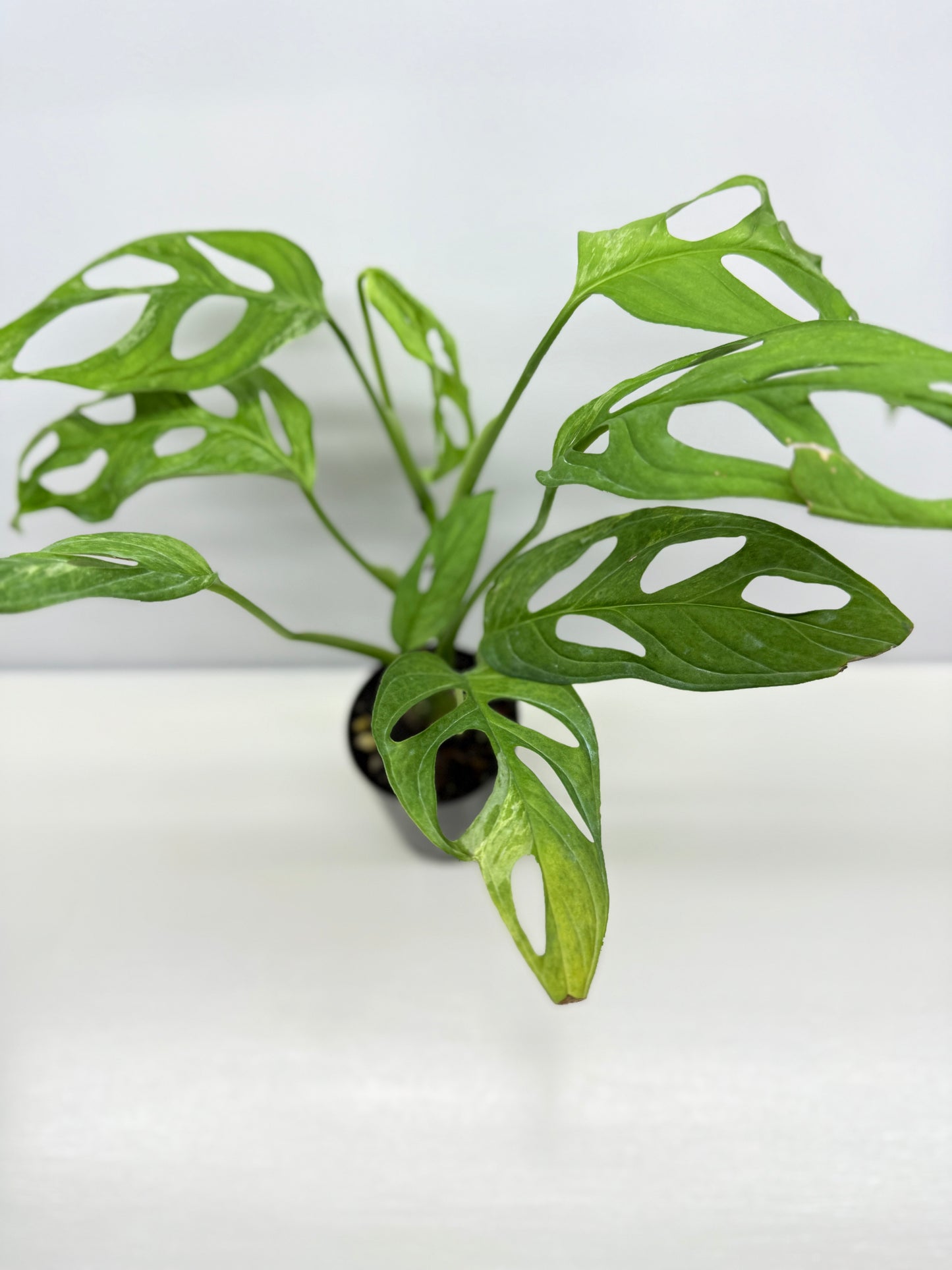 Monstera adansonii Indonesian Form Mint W8