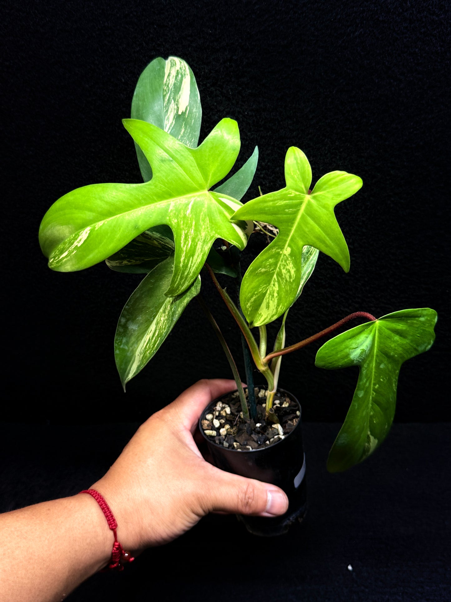 Philodendron 'Florida Beauty' F33