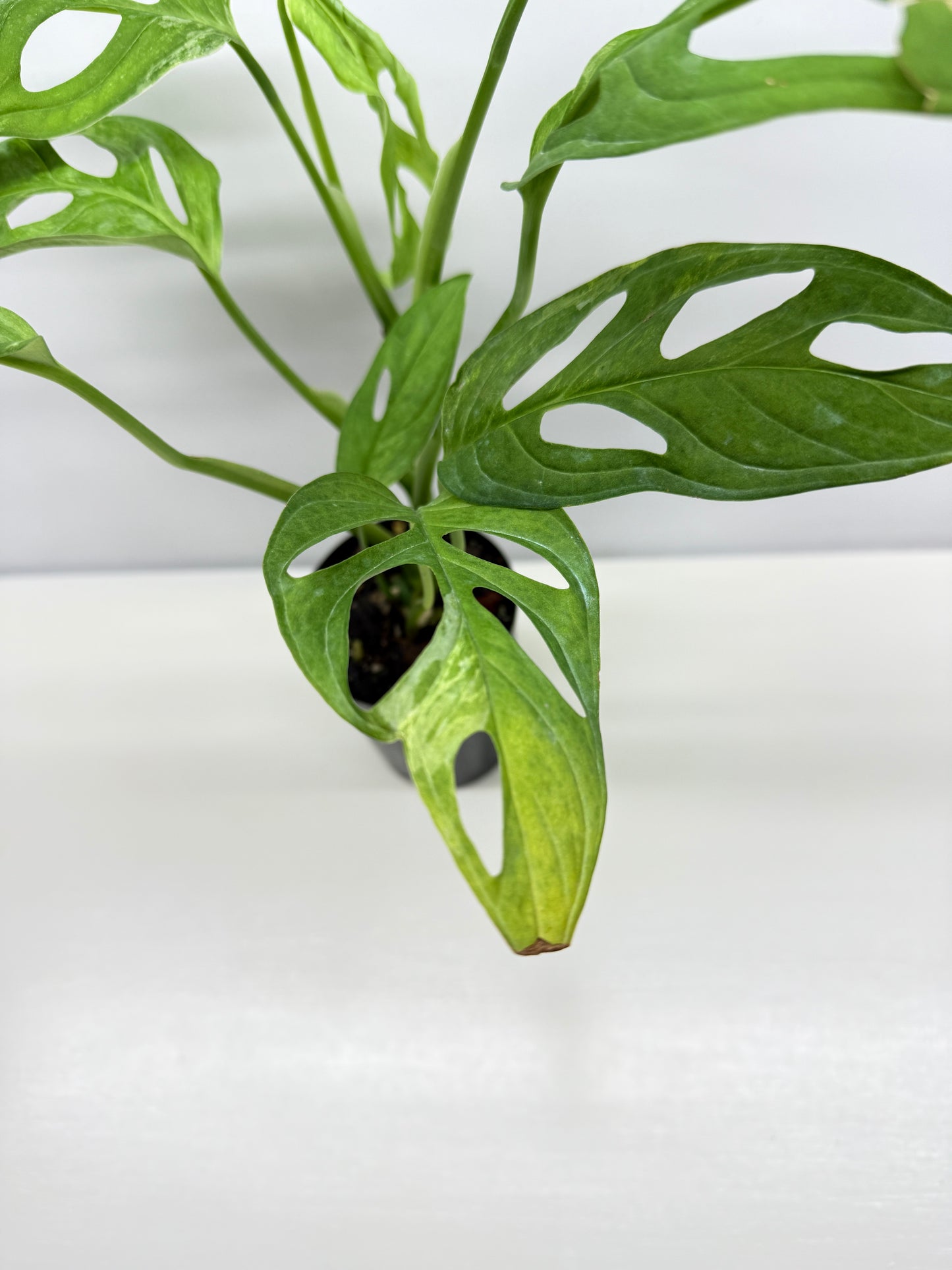 Monstera adansonii Indonesian Form Mint W8