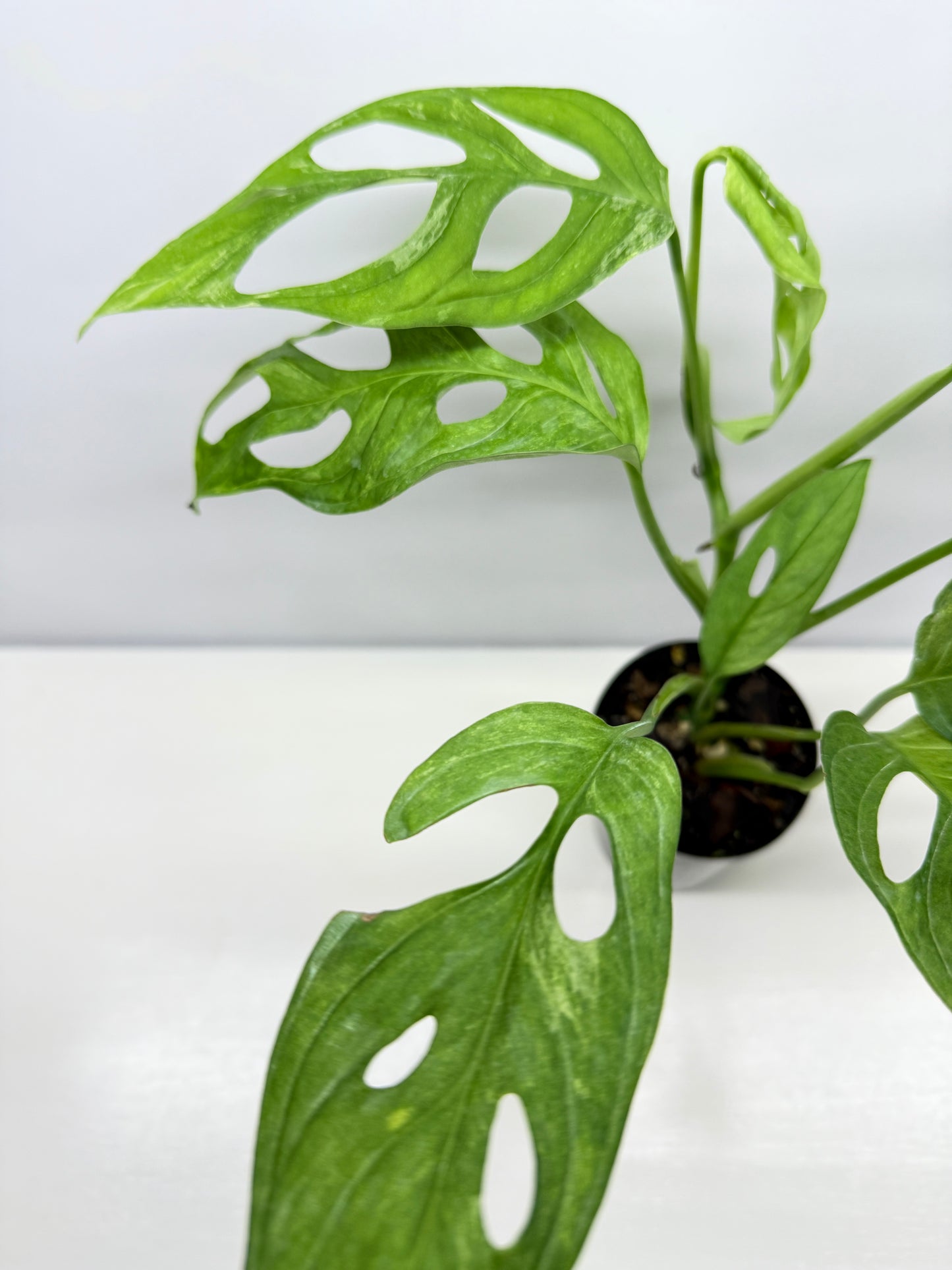 Monstera adansonii Indonesian Form Mint W8