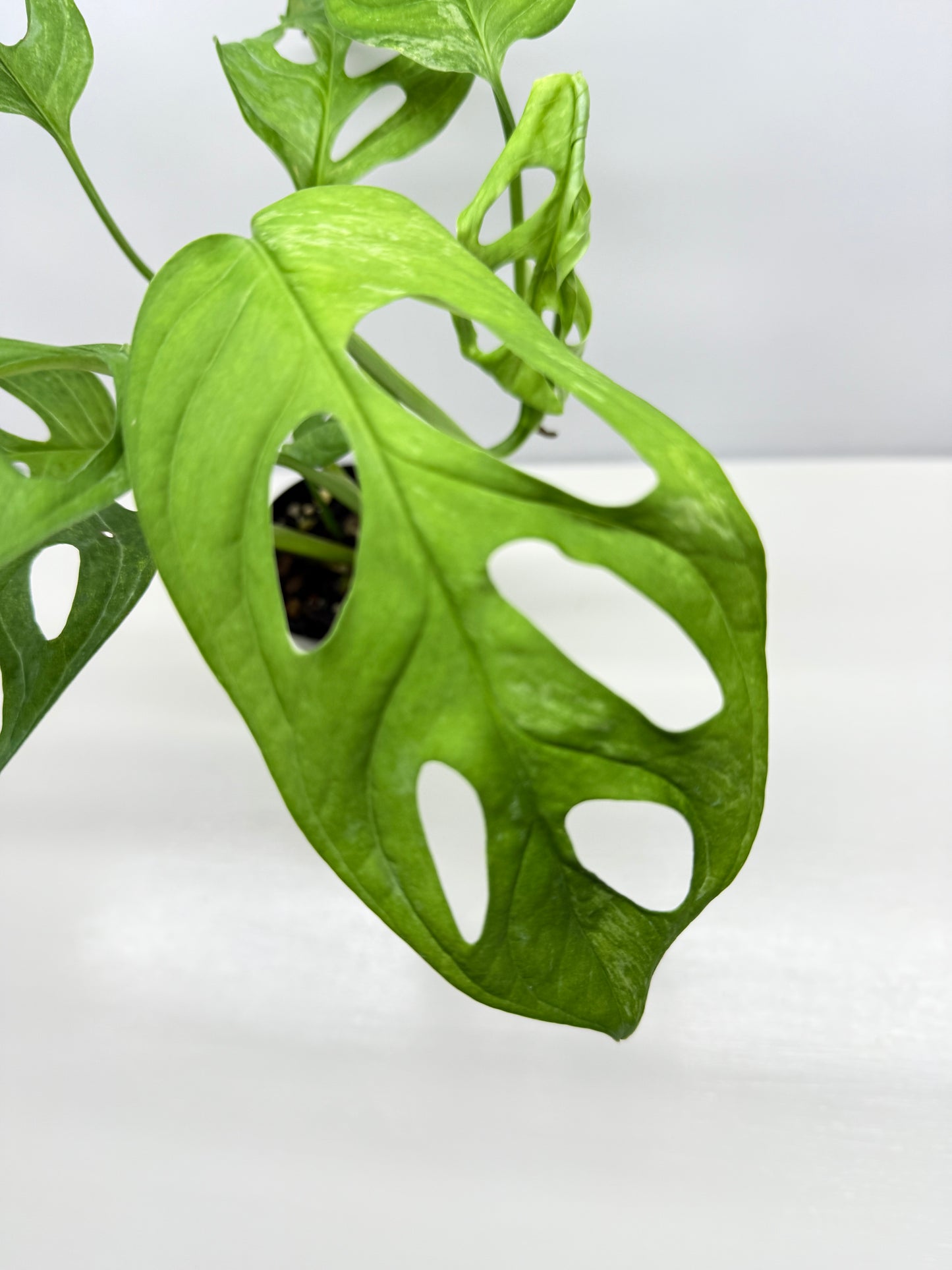 Monstera adansonii Indonesian Form Mint W8