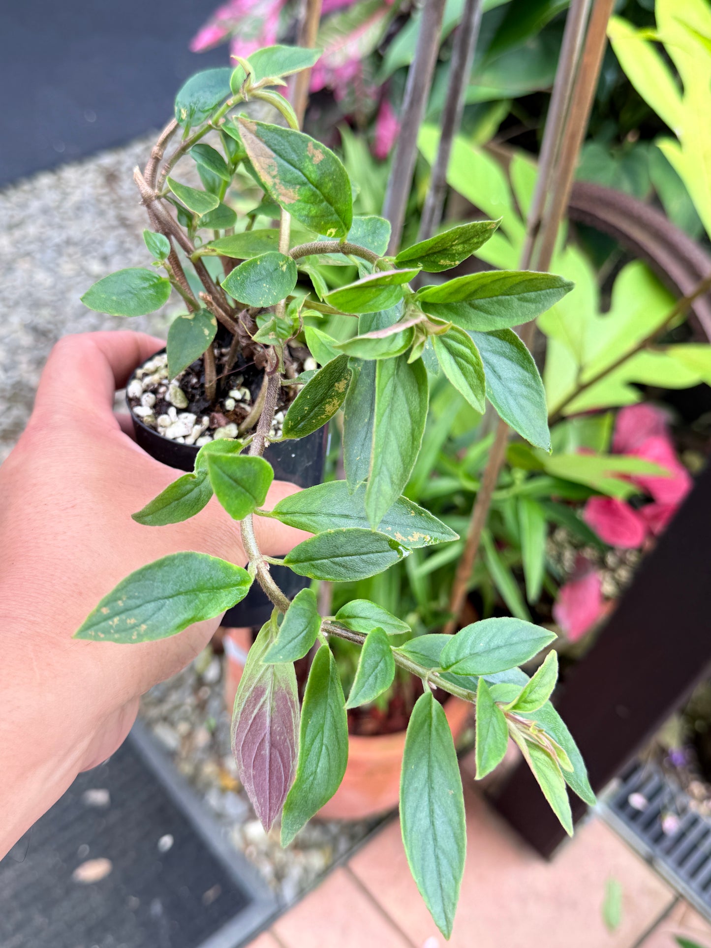 Aeschynanthus radicans 'Yellow Lipstick Plant' L12
