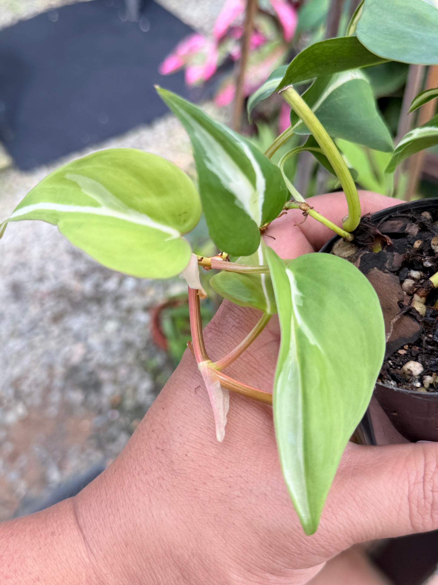 Philodendron 'Silver Stripe' L15