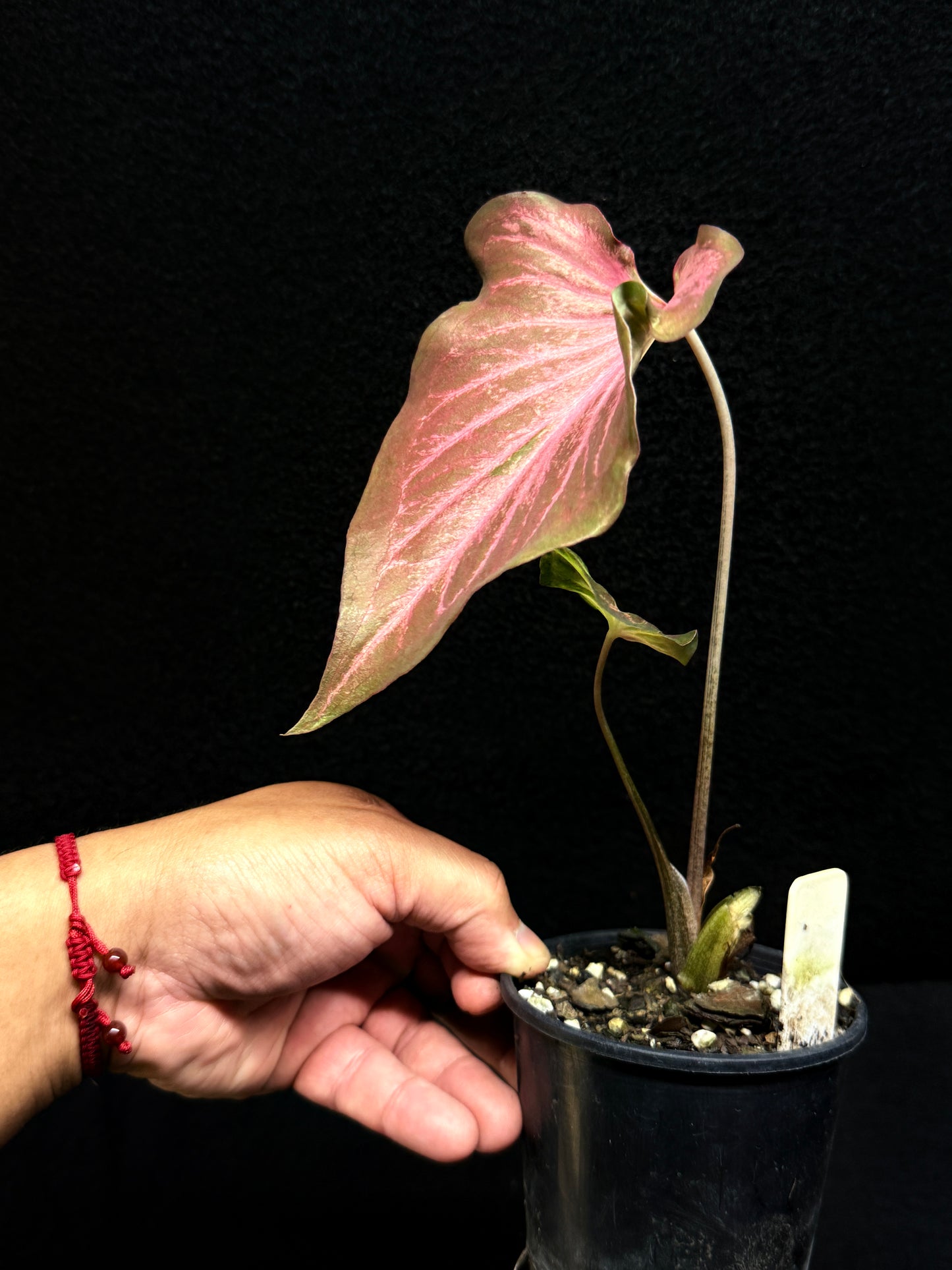 Caladium 'Red Thai' F38