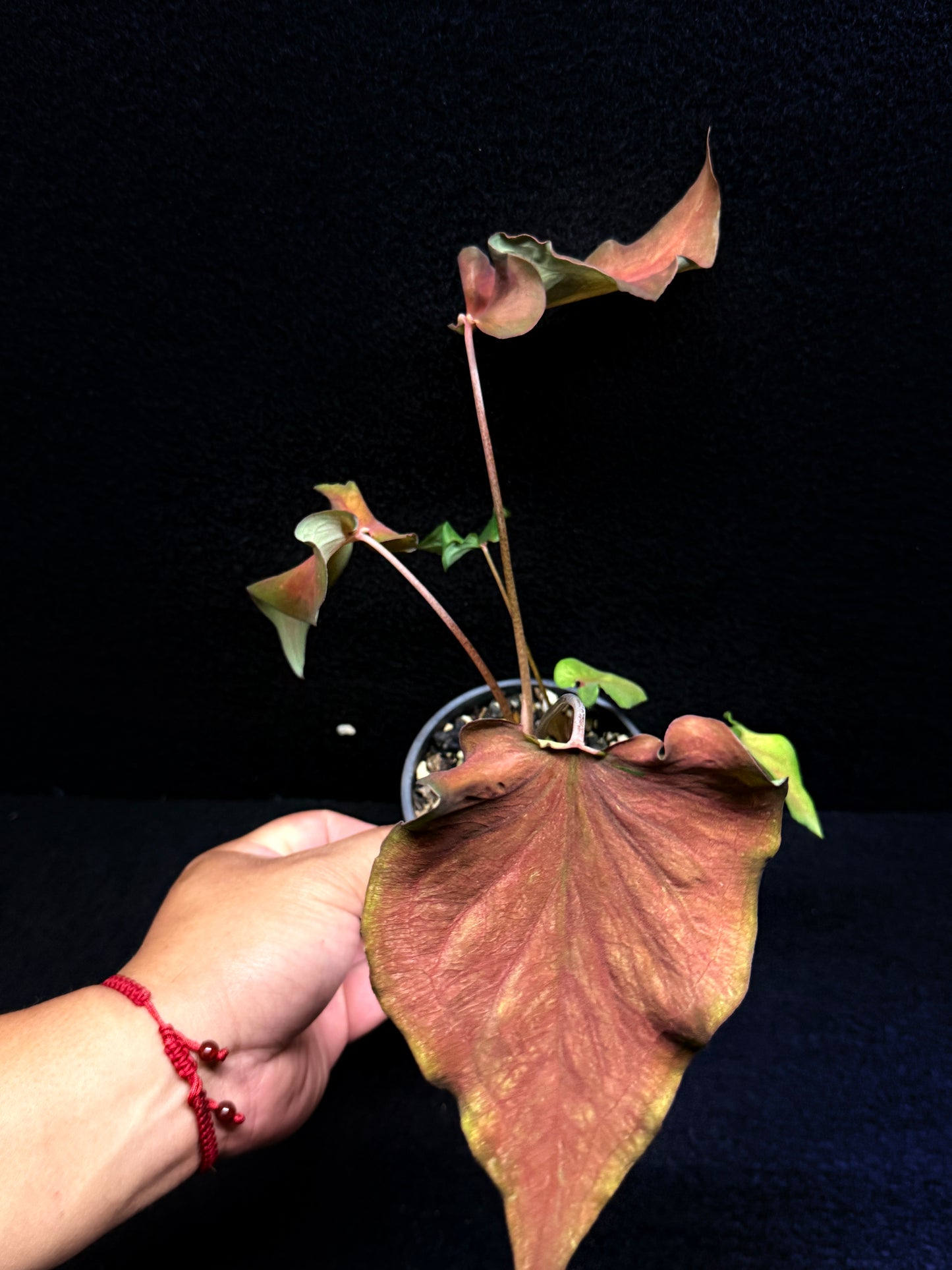 Caladium 'Red Thai' F40