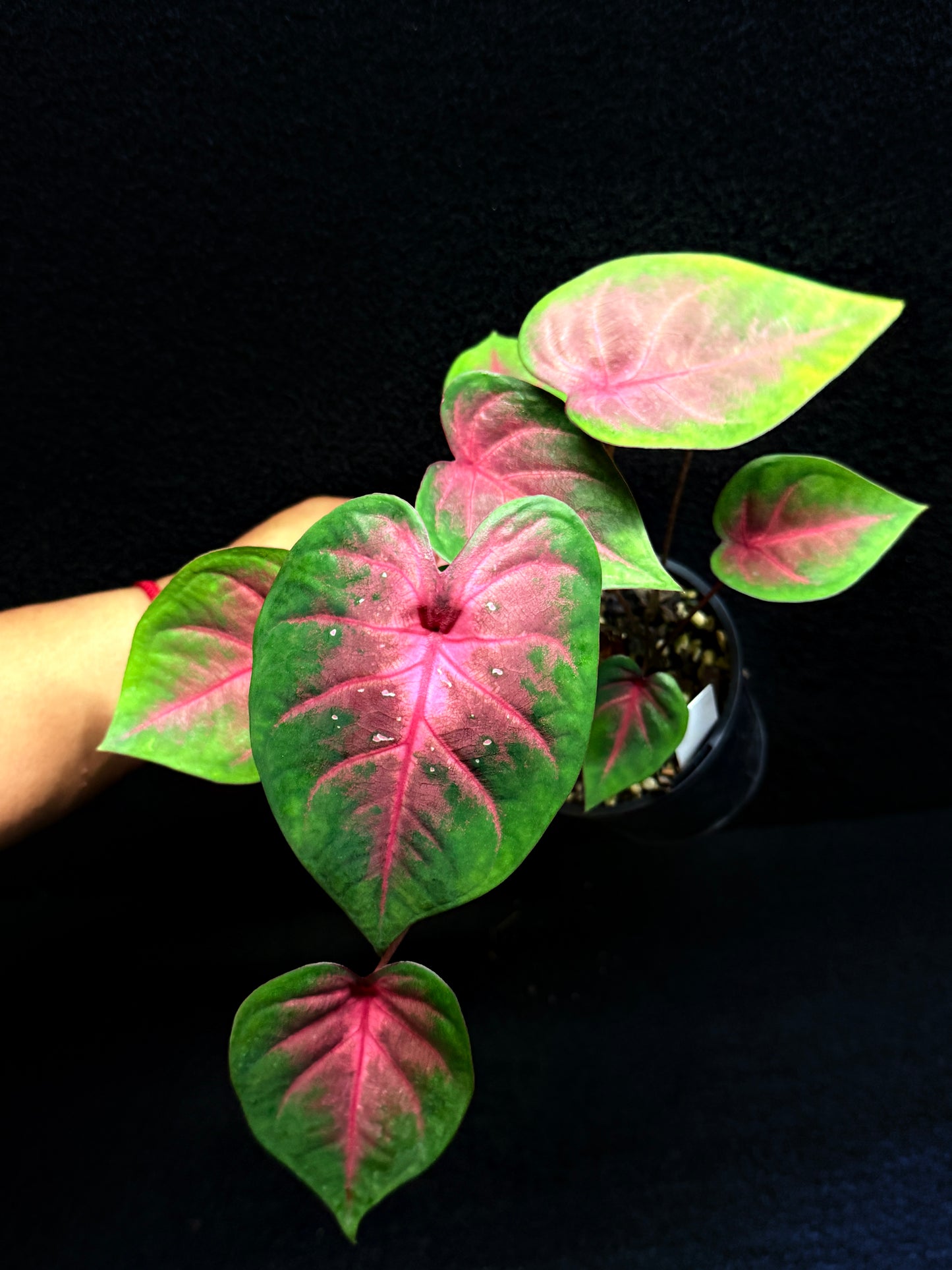 Caladium Hybrid K56
