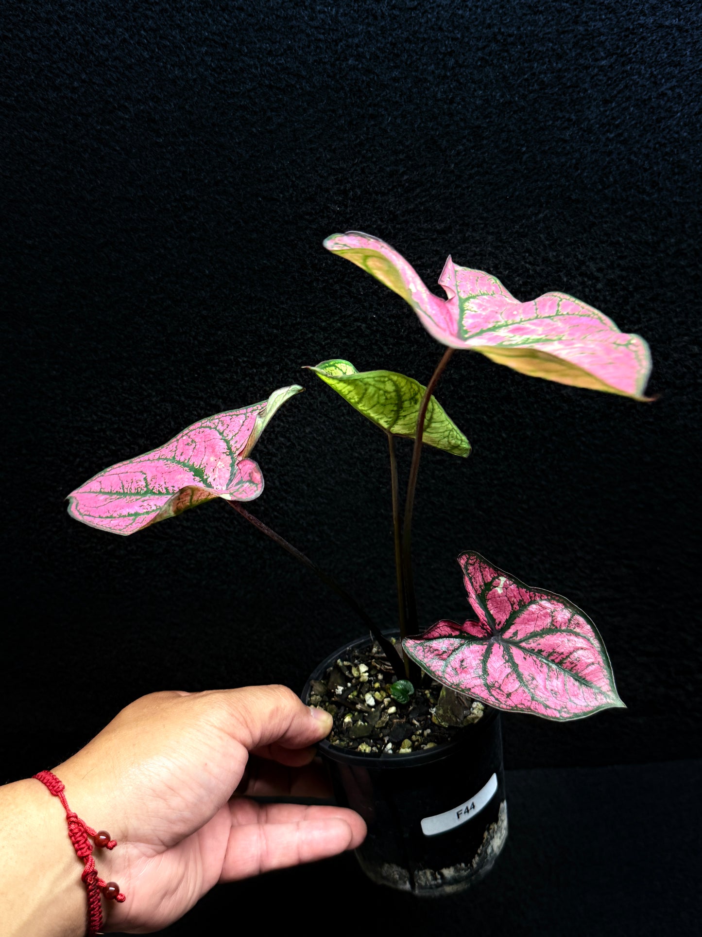 Caladium 'Purple Light' F44