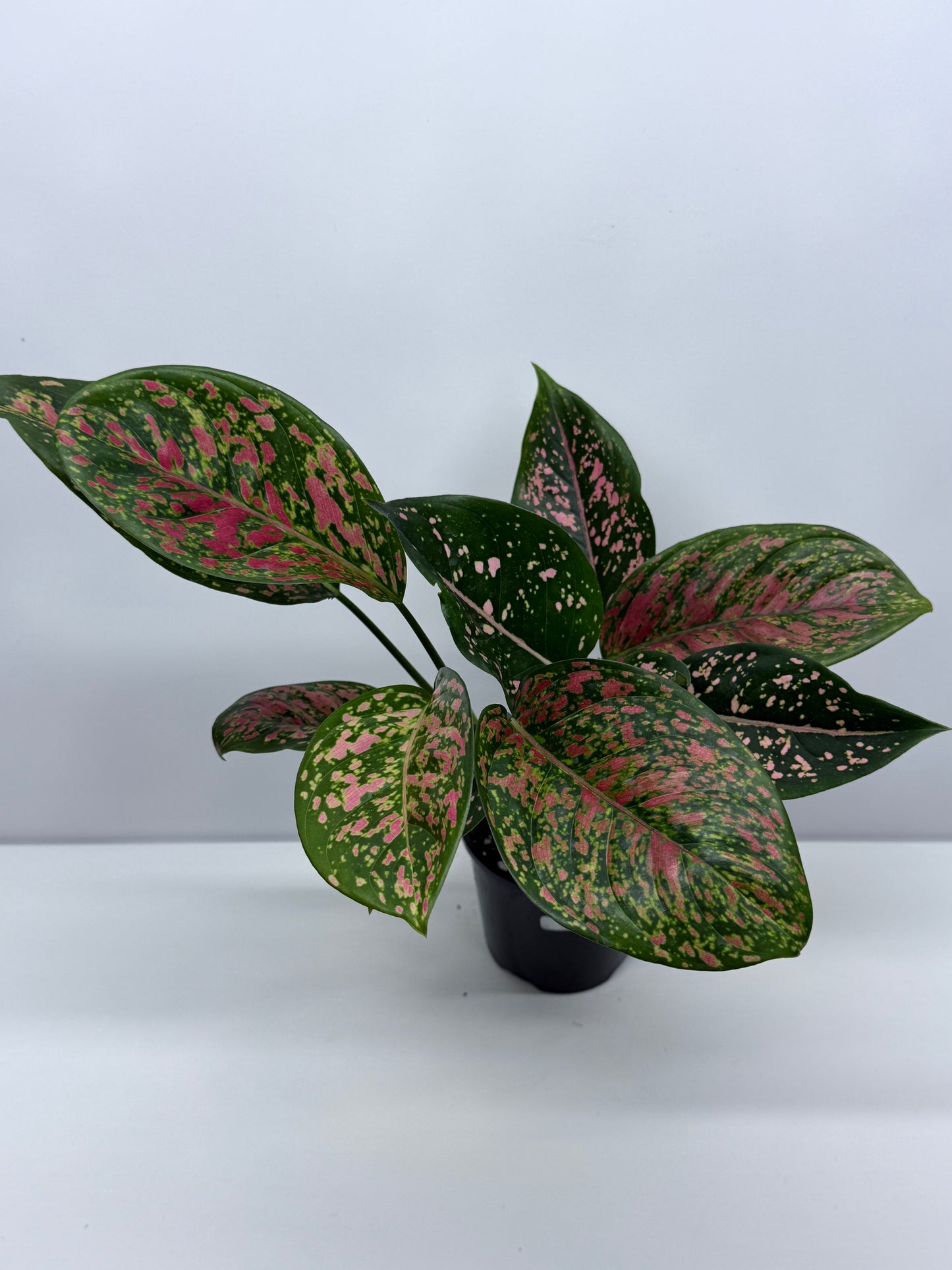 Aglaonema Ventti and Pink Dalmatian S11