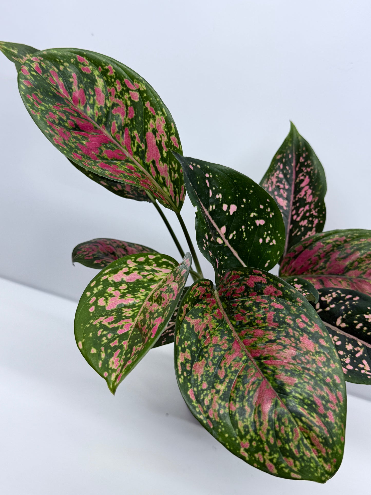 Aglaonema Ventti and Pink Dalmatian S11